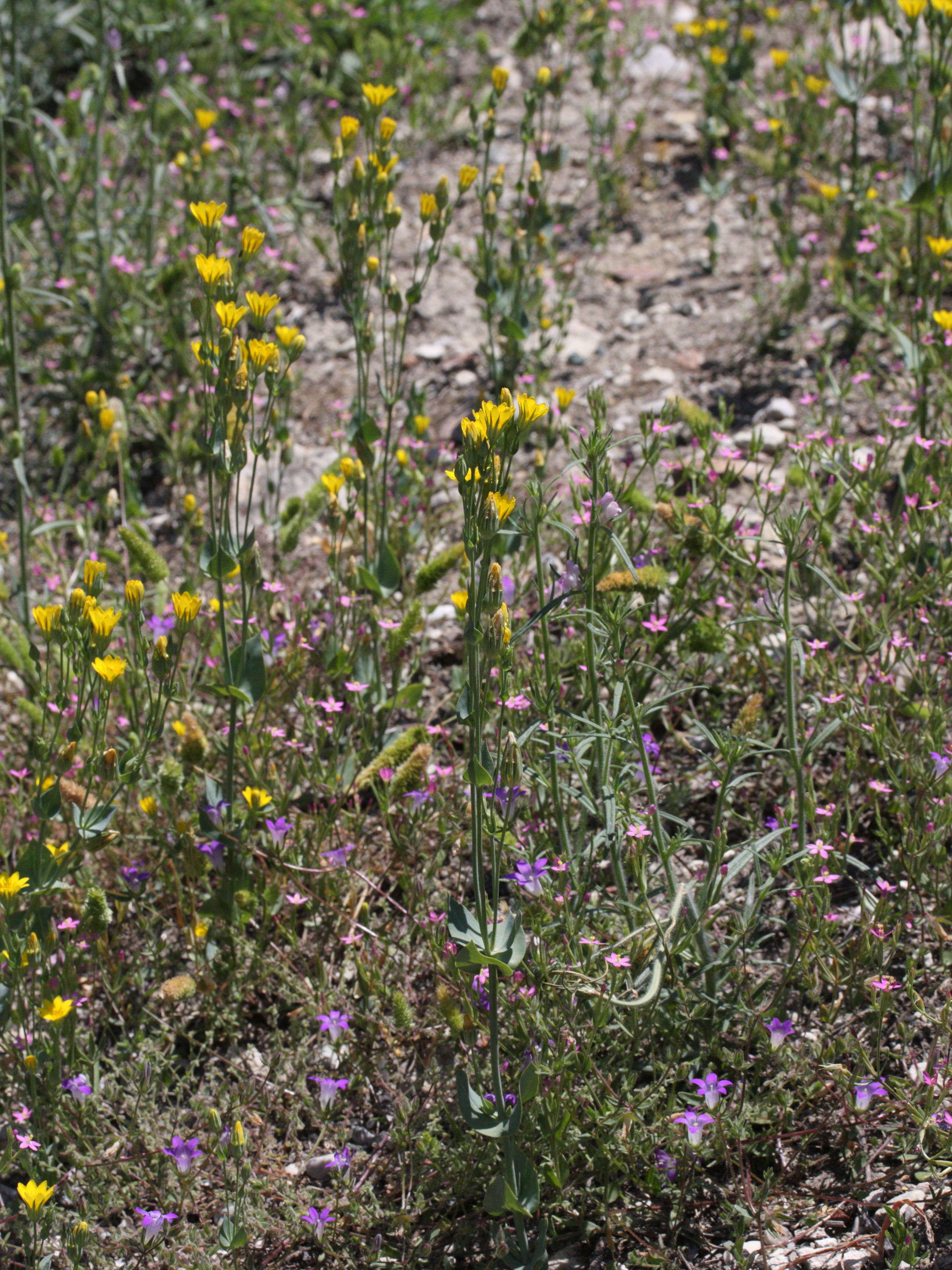 Afficher le média blackstonia_perfoliata1cmd blackstonia_perfoliata1cmd