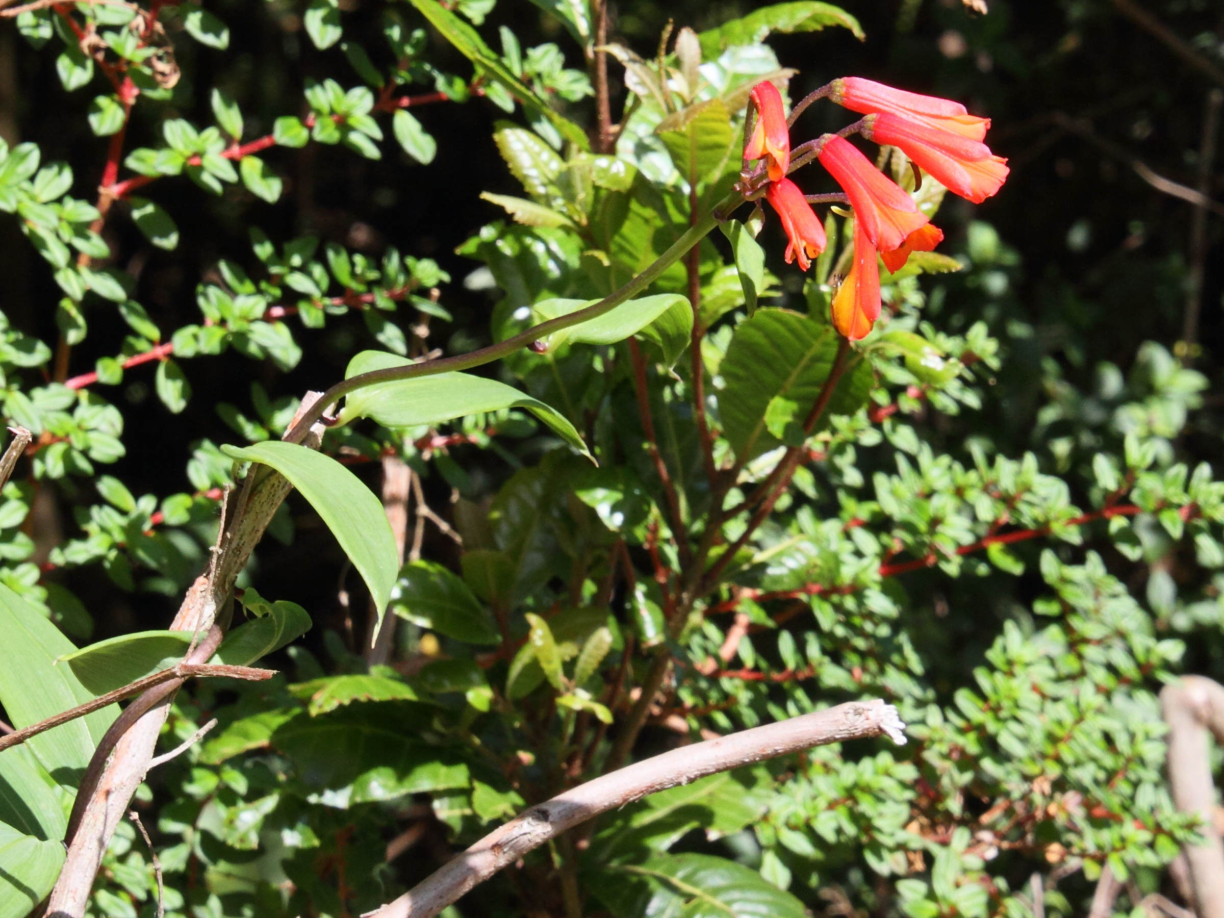 bomarea_acutifolia2md