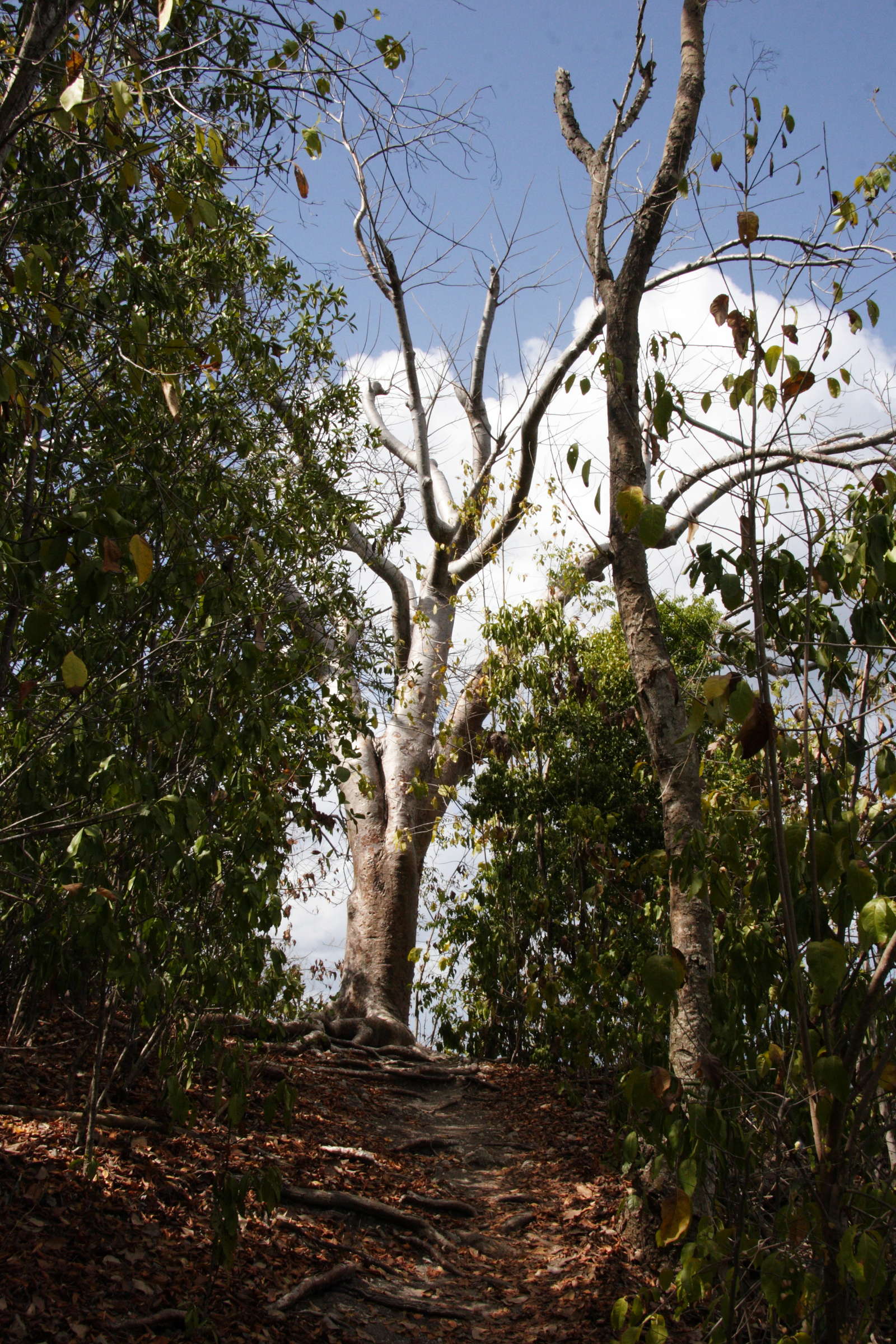 Afficher le média bursera_simaruba1md bursera_simaruba1md