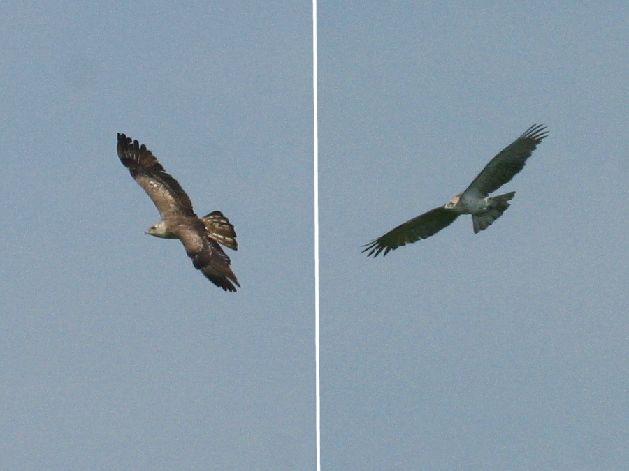 busard_cendre_-_circus_pygargus1bd