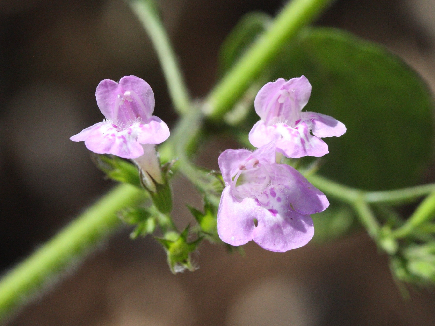 Calamintha_menthifolium