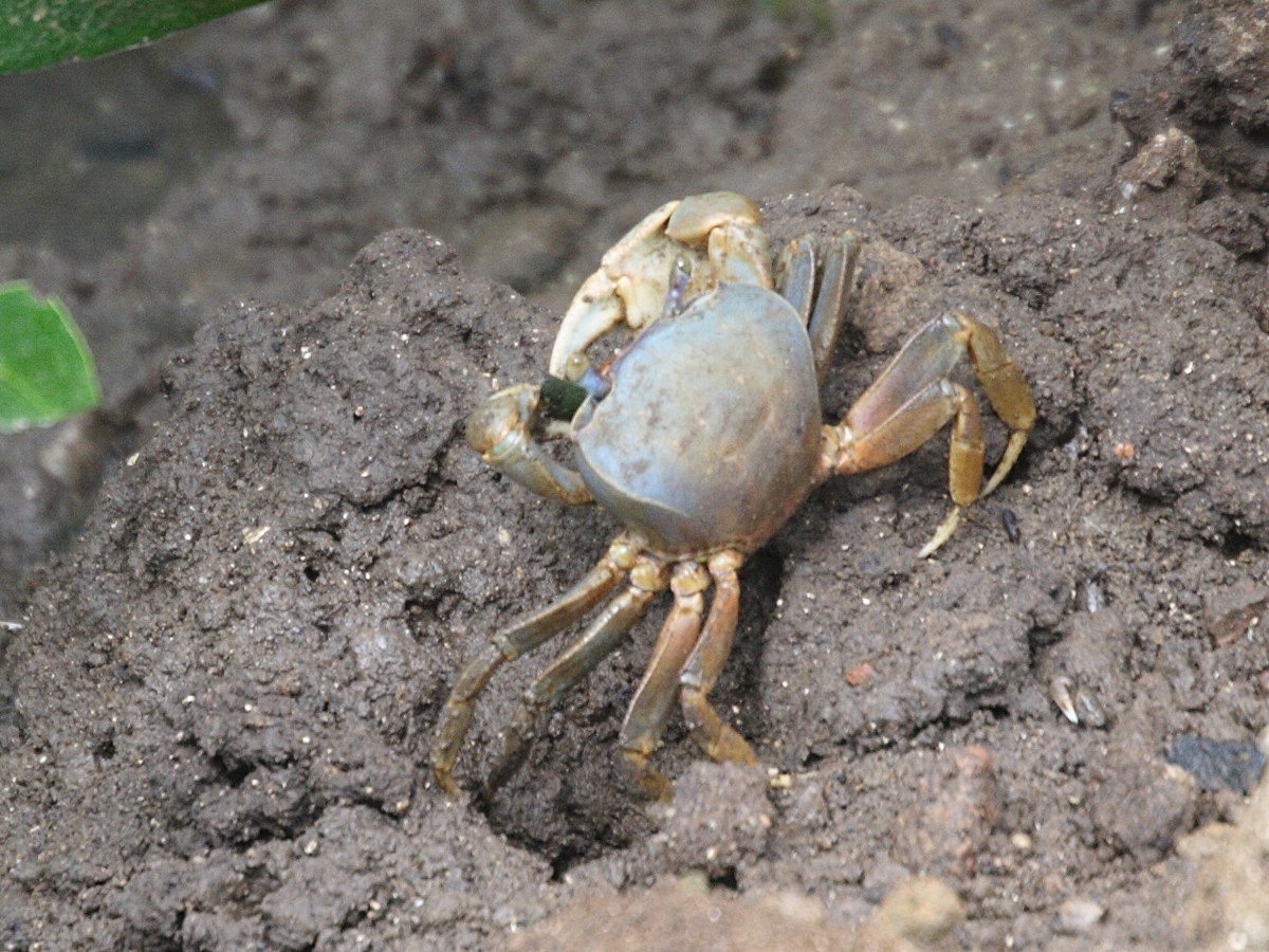 cardisoma_guanhumi3md