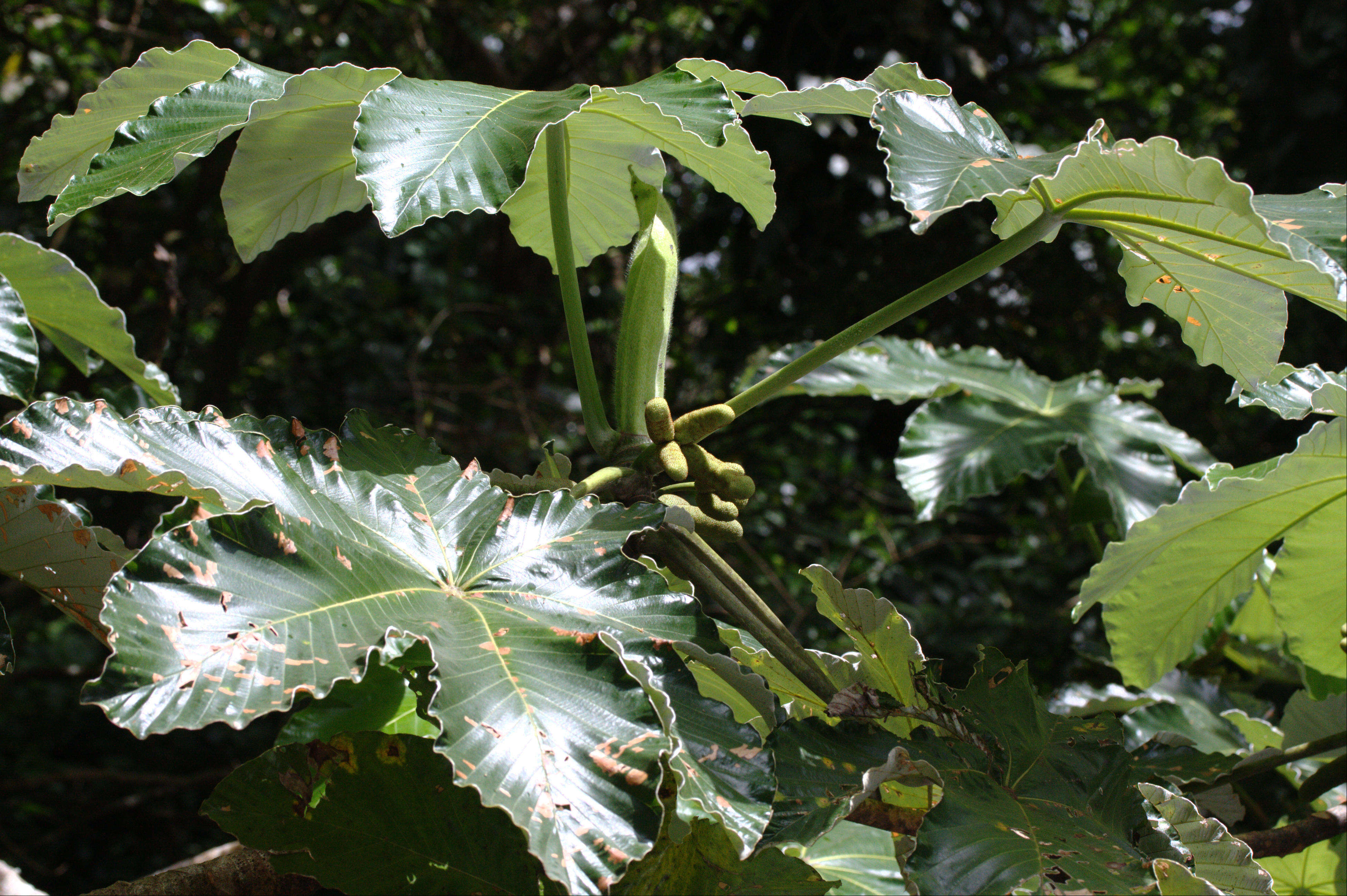 Afficher le média cecropia_schreberiana7md cecropia_schreberiana7md