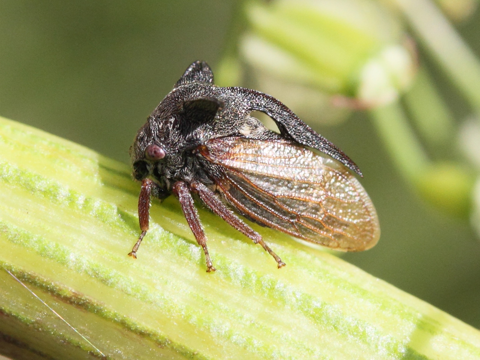 centrotus_cornutus3md