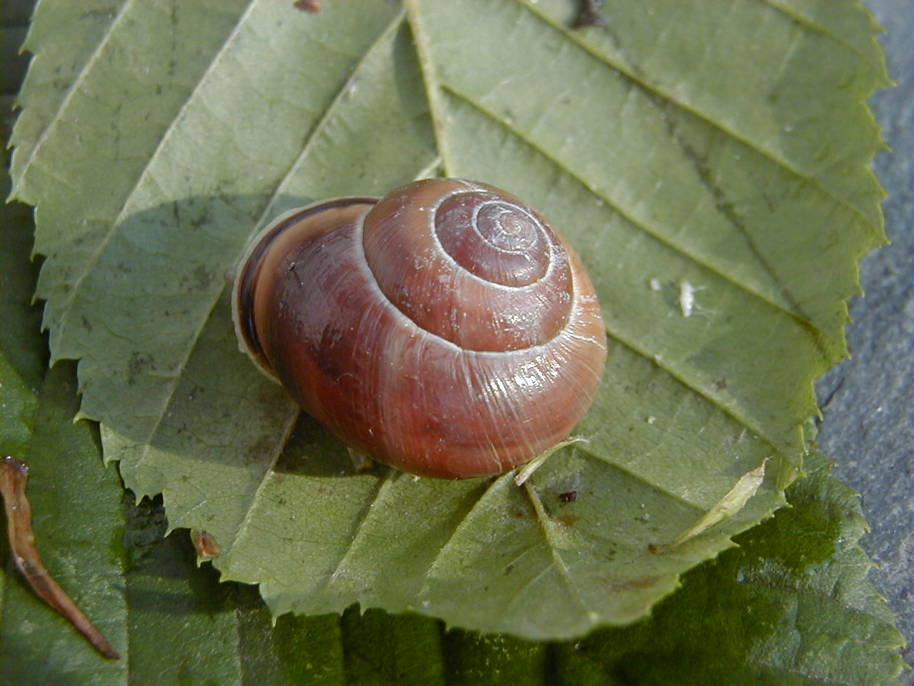 cepaea_nemoralis2amd