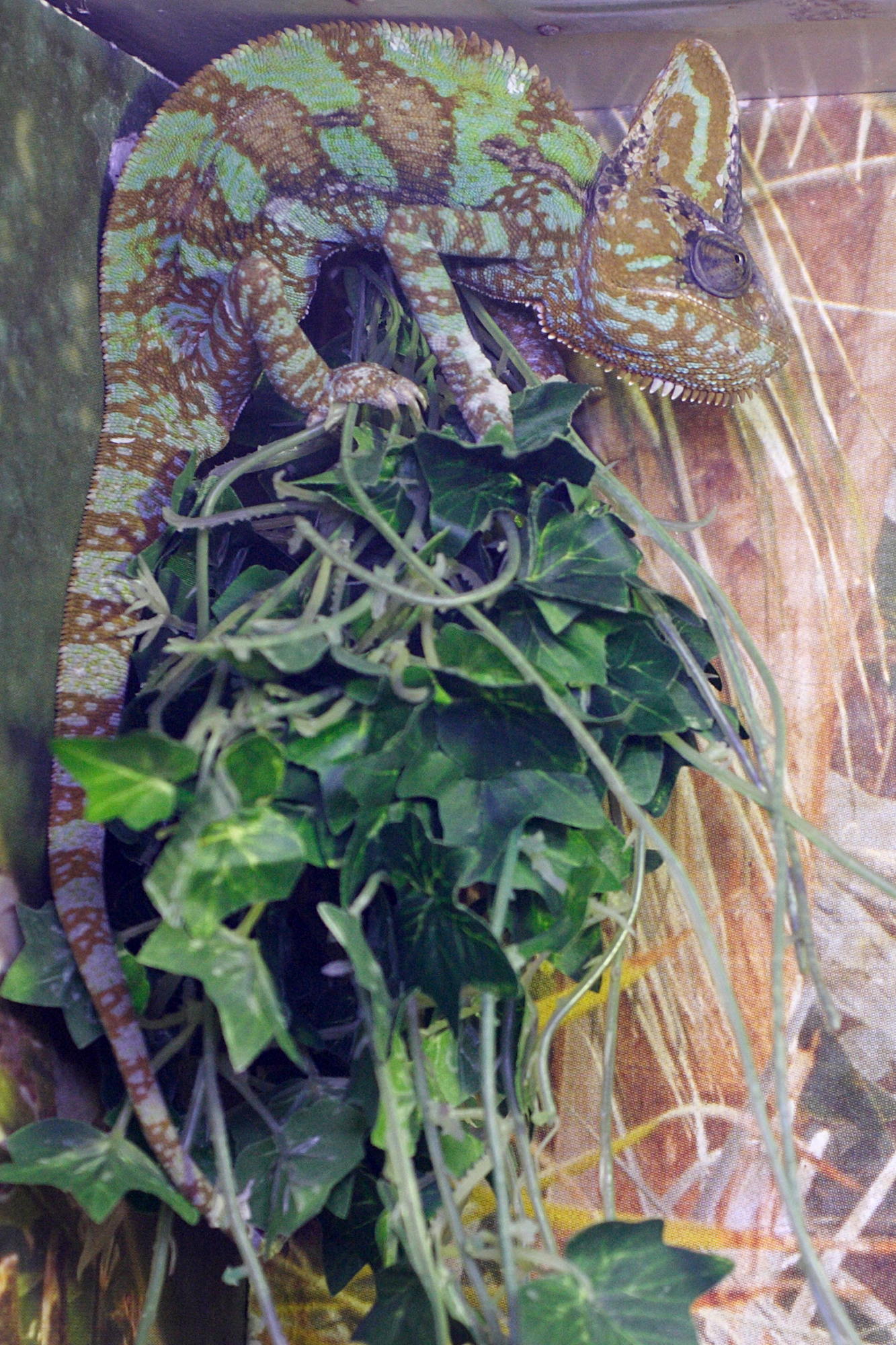 chamaeleo_calyptratus2md