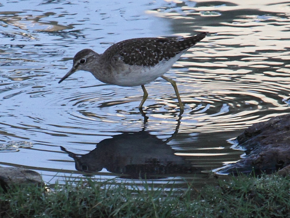 chevalier_sylvain_-_tringa_glareola3bd