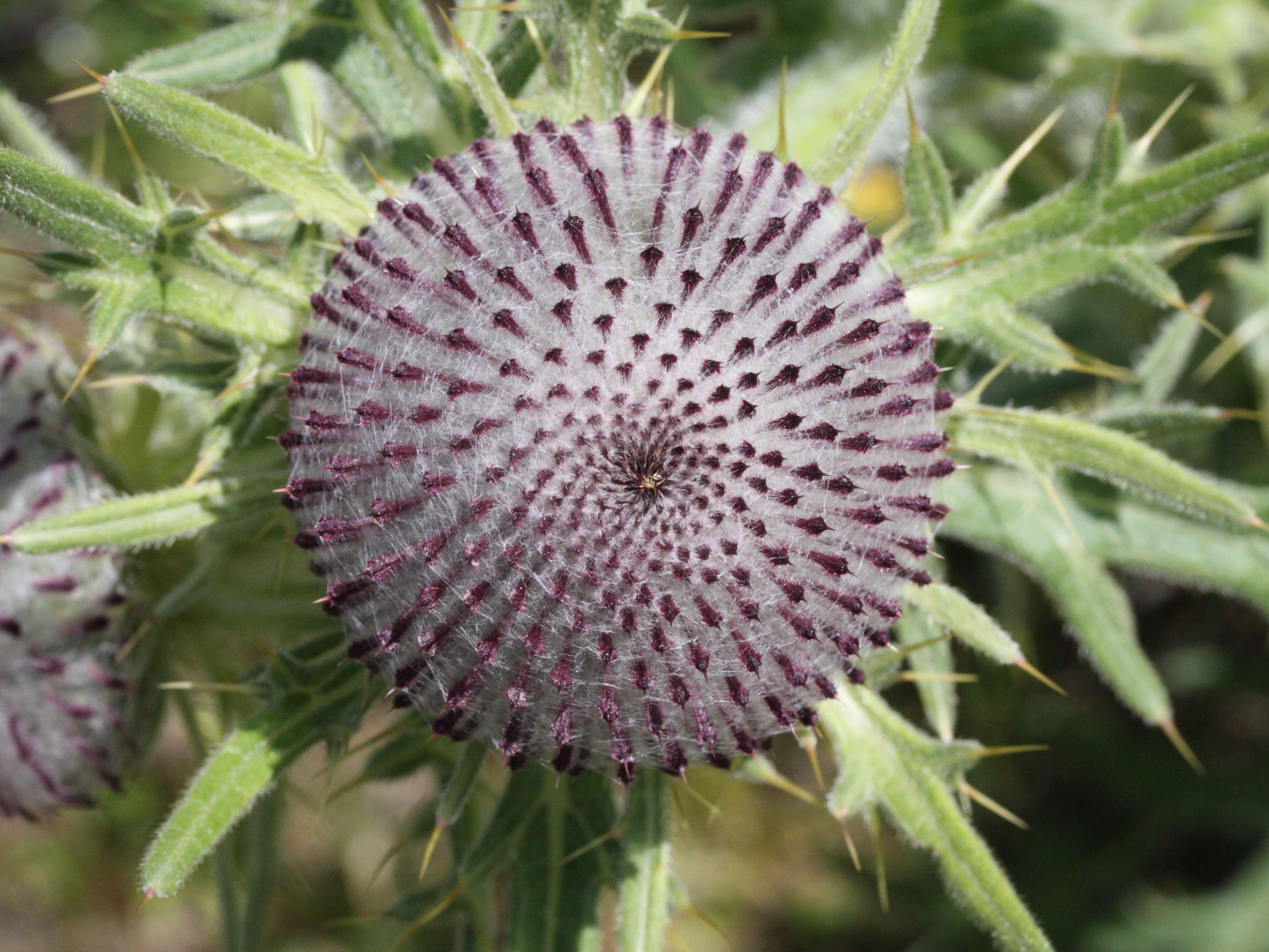 Afficher le média cirsium_eriophorum5md cirsium_eriophorum5md
