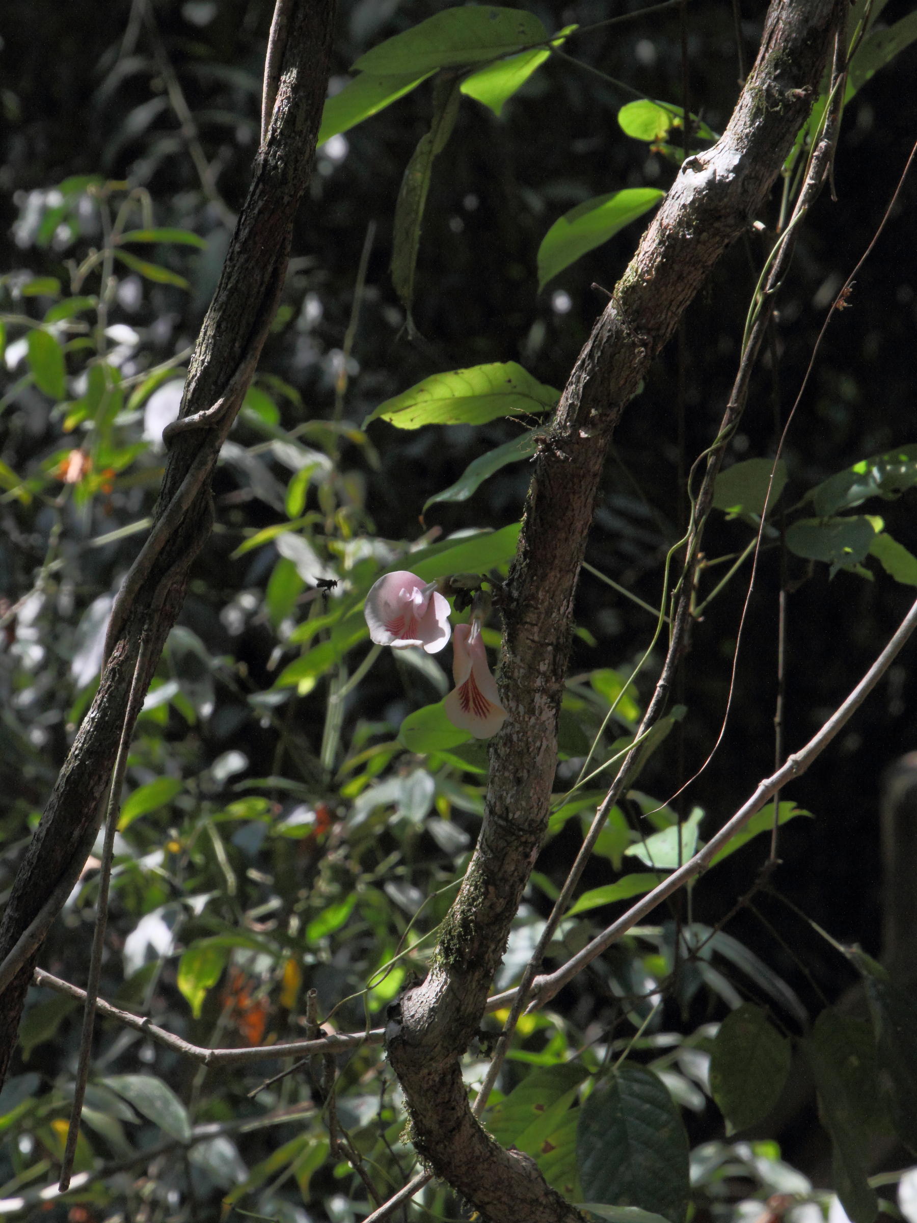 clitoria_arborescens3md