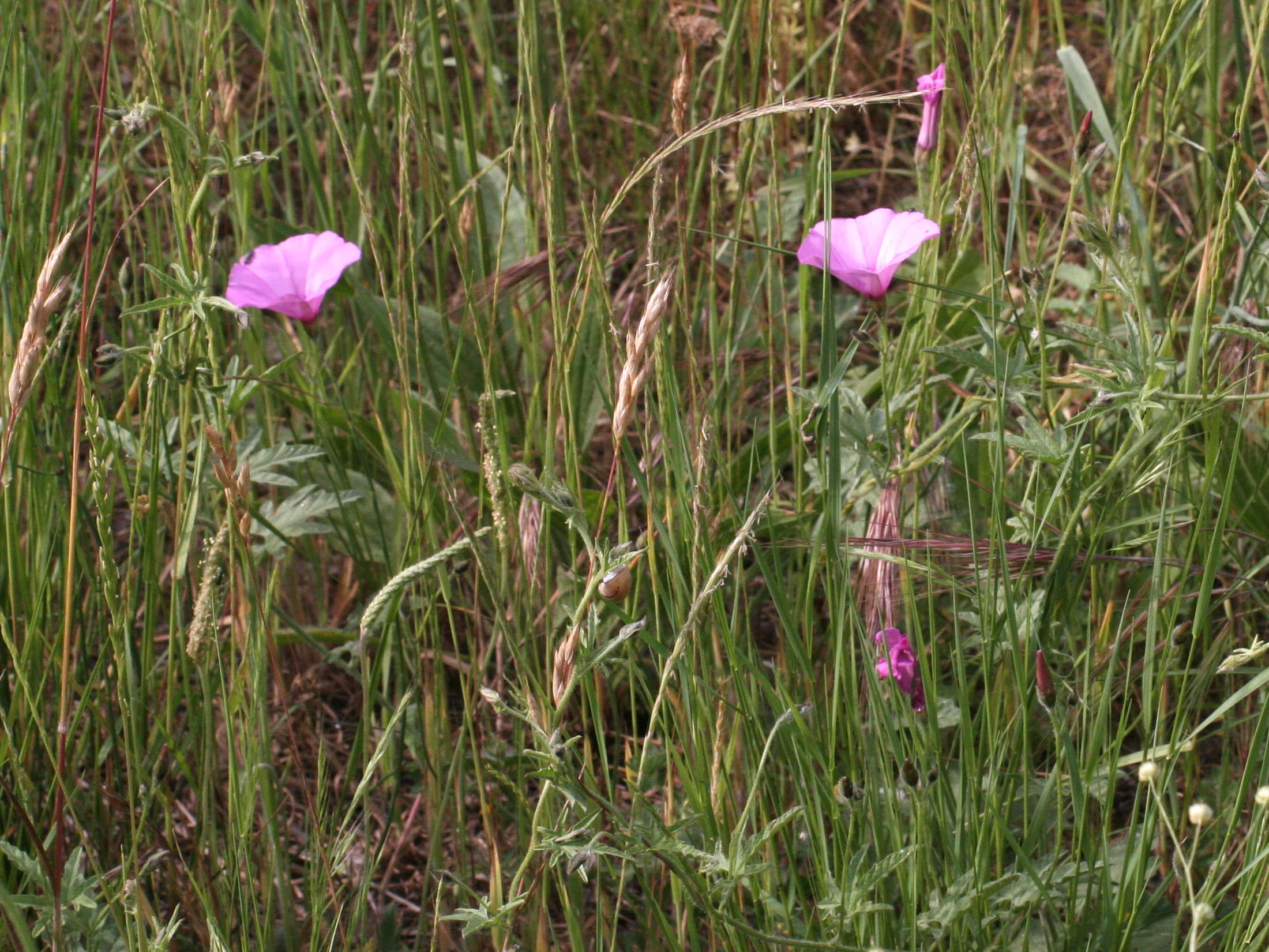 Convolvulus_althaeoides