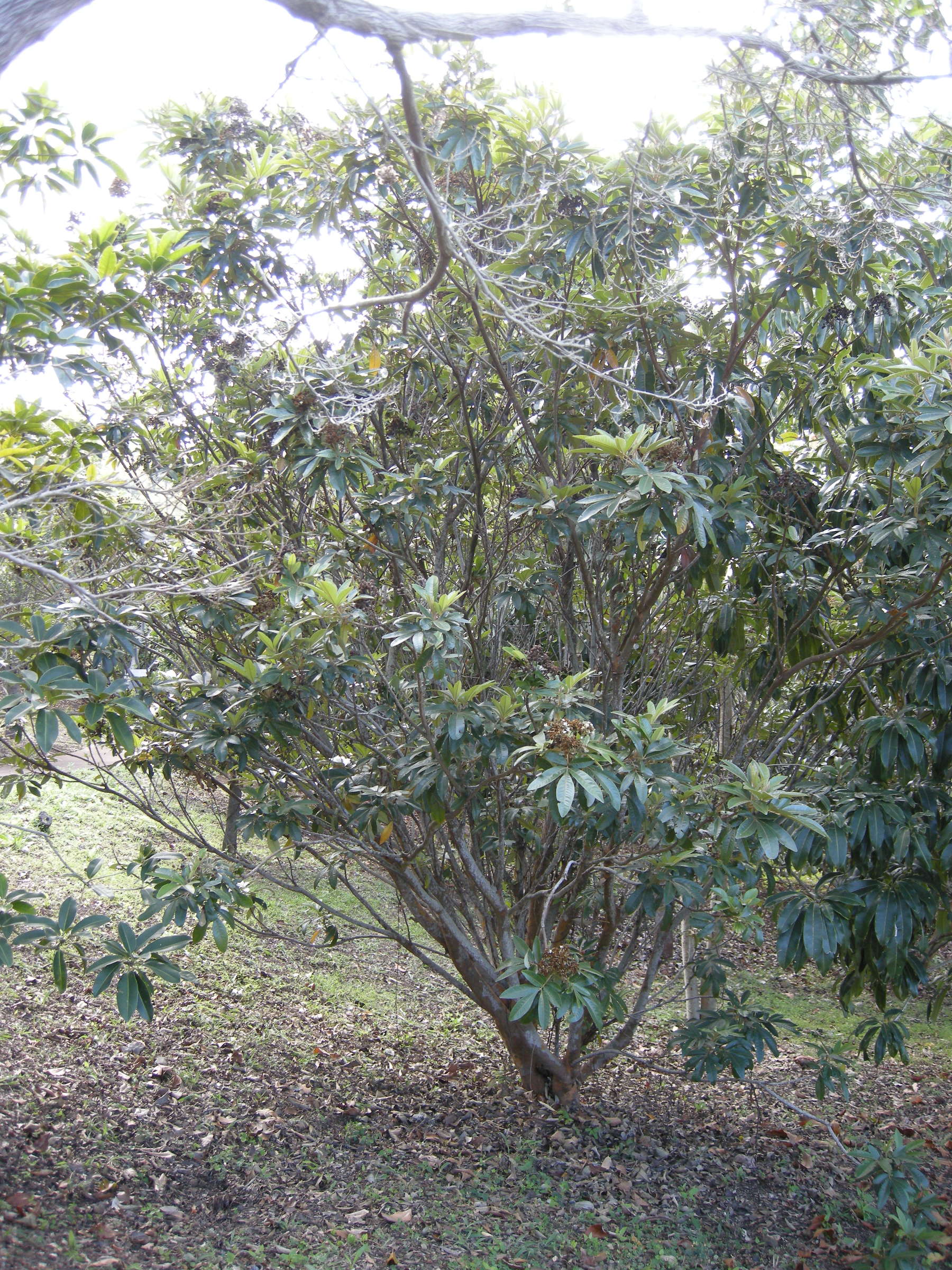 cossinia_pinnata1md