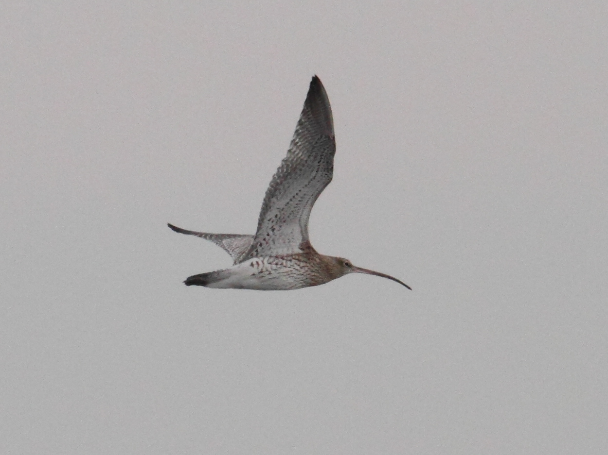 courlis_cendre_-_numenius_arquata5bd