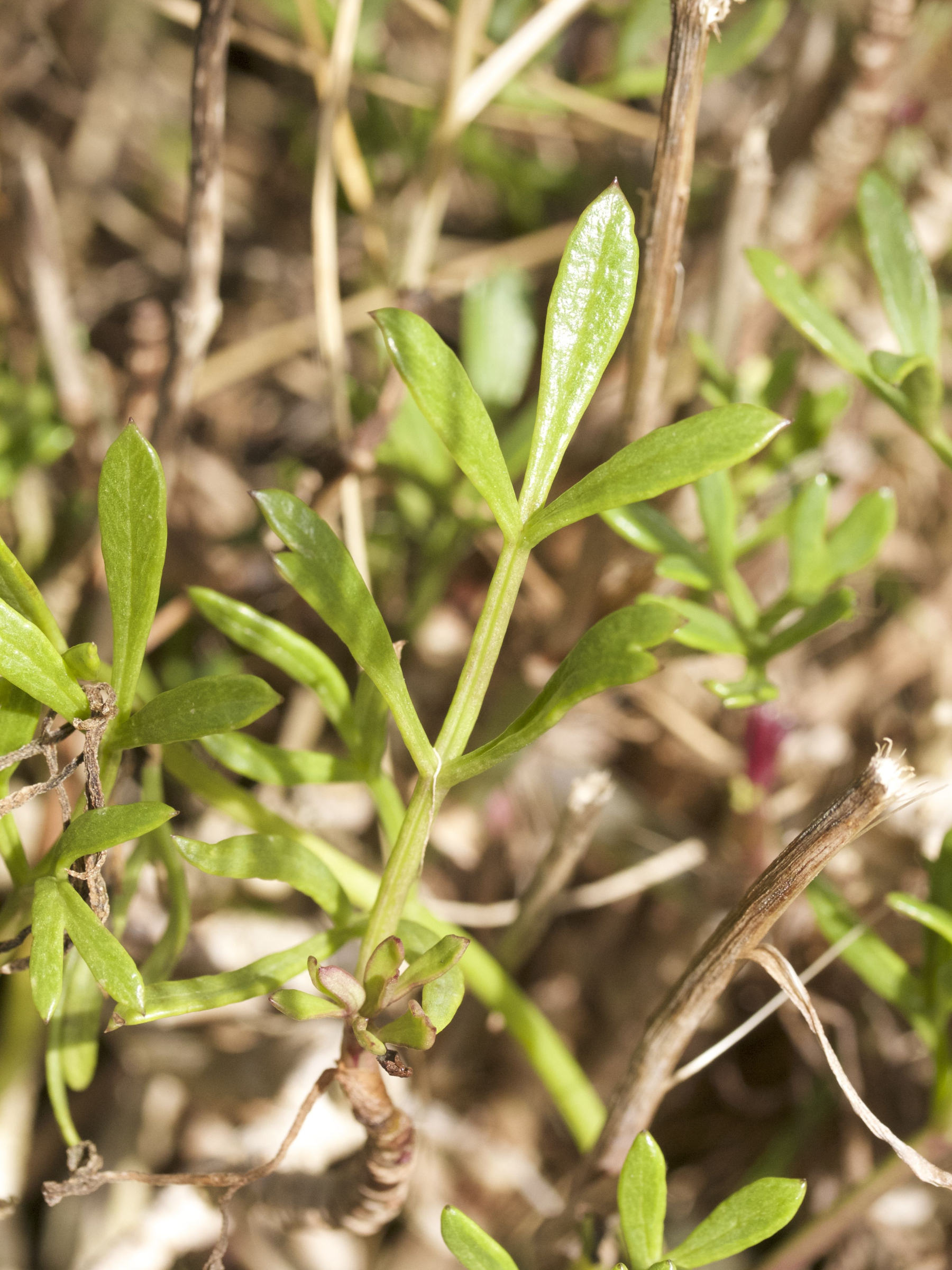 crithmum_maritimum8md