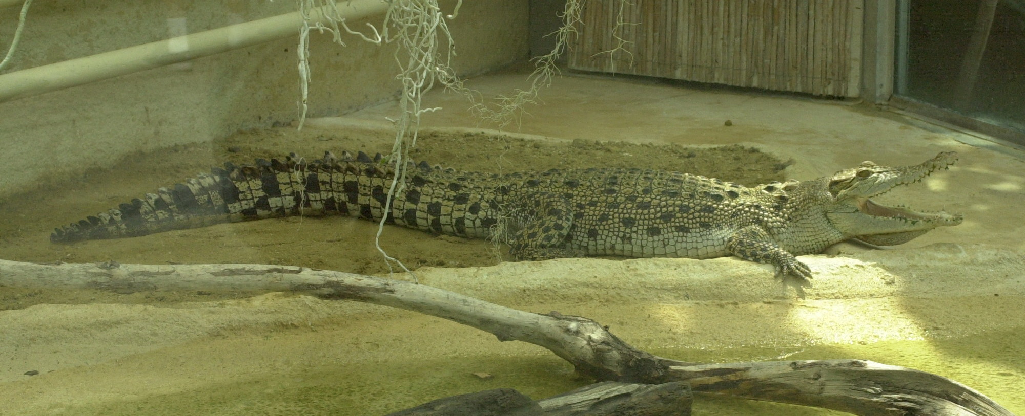 crocodylus_porosus1md