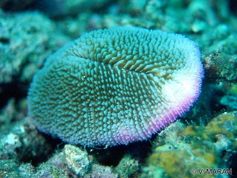 ctenactis_echinata1vm