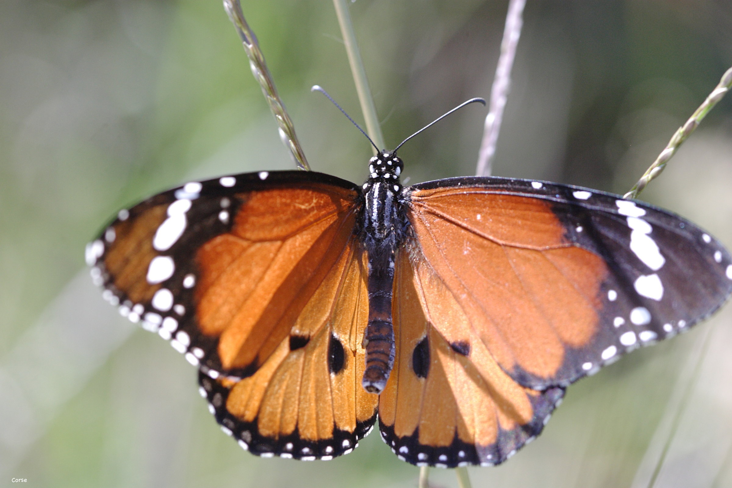 danaus_chrysippus4bd