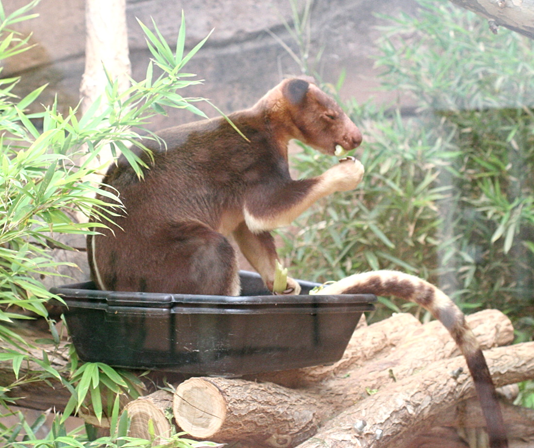 dendrolagus_goodfellowi_burgesi1md