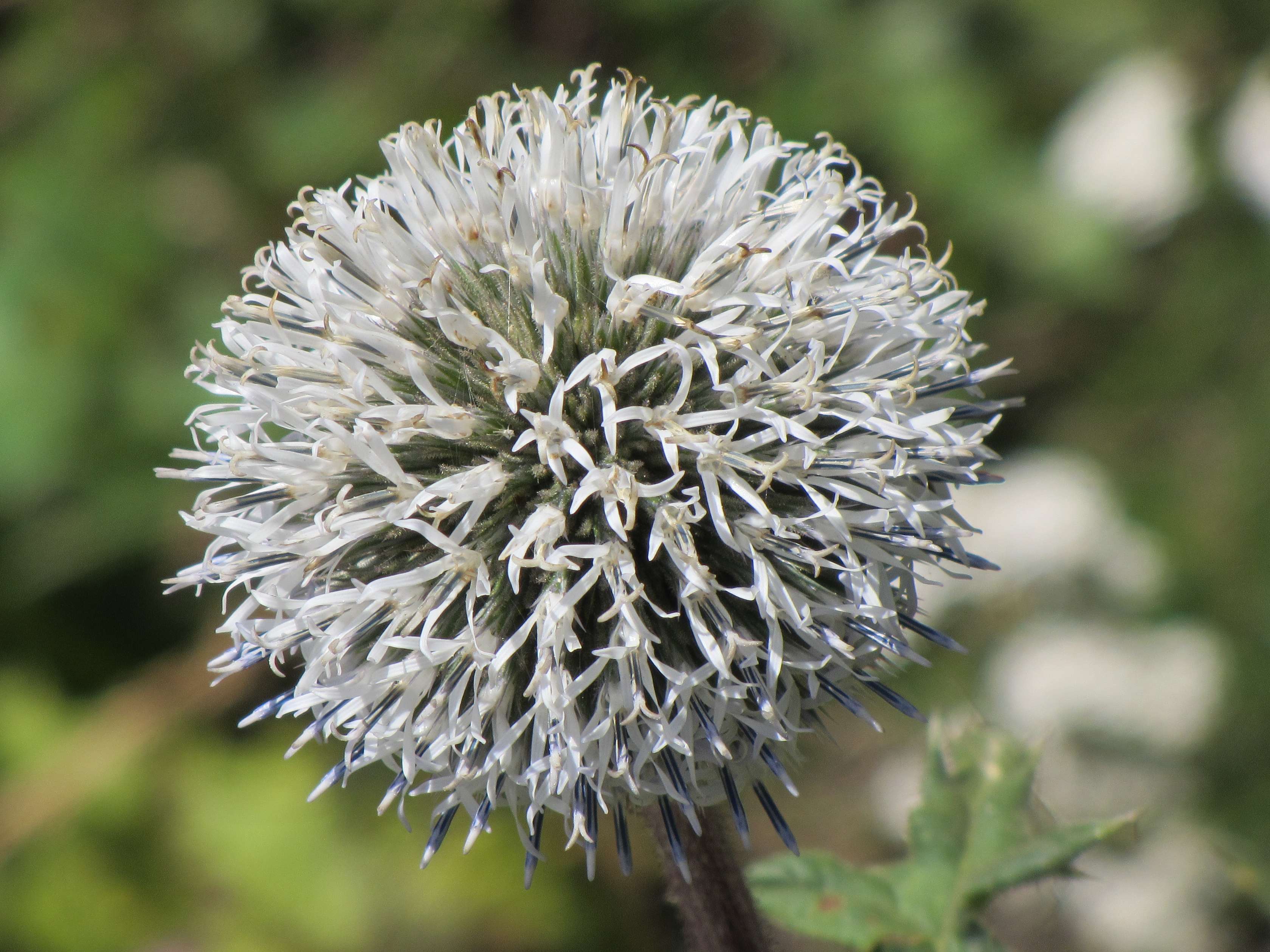Afficher le média echinops_sphaerocephalus2mv echinops_sphaerocephalus2mv