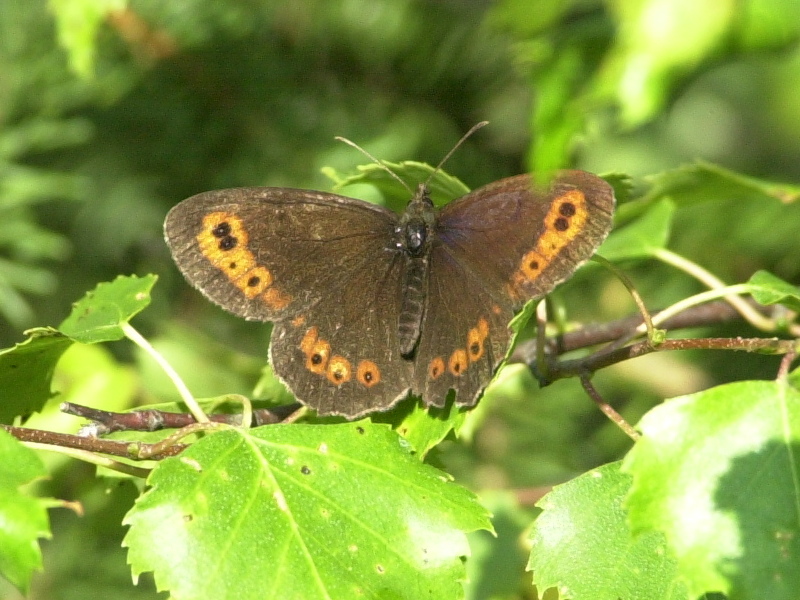 erebia_aethiops3md
