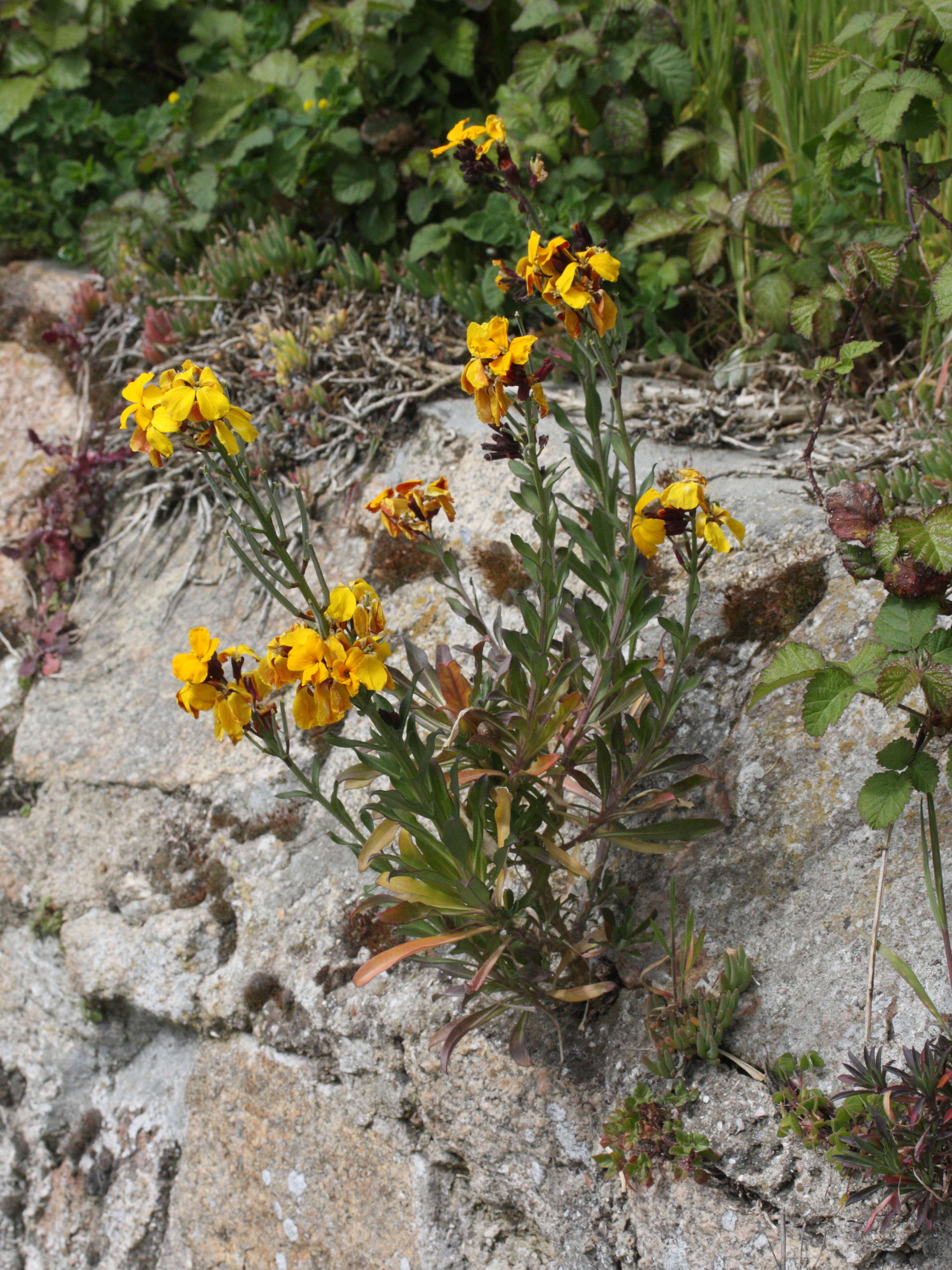 Afficher le média Erysimum_cheiri Erysimum_cheiri