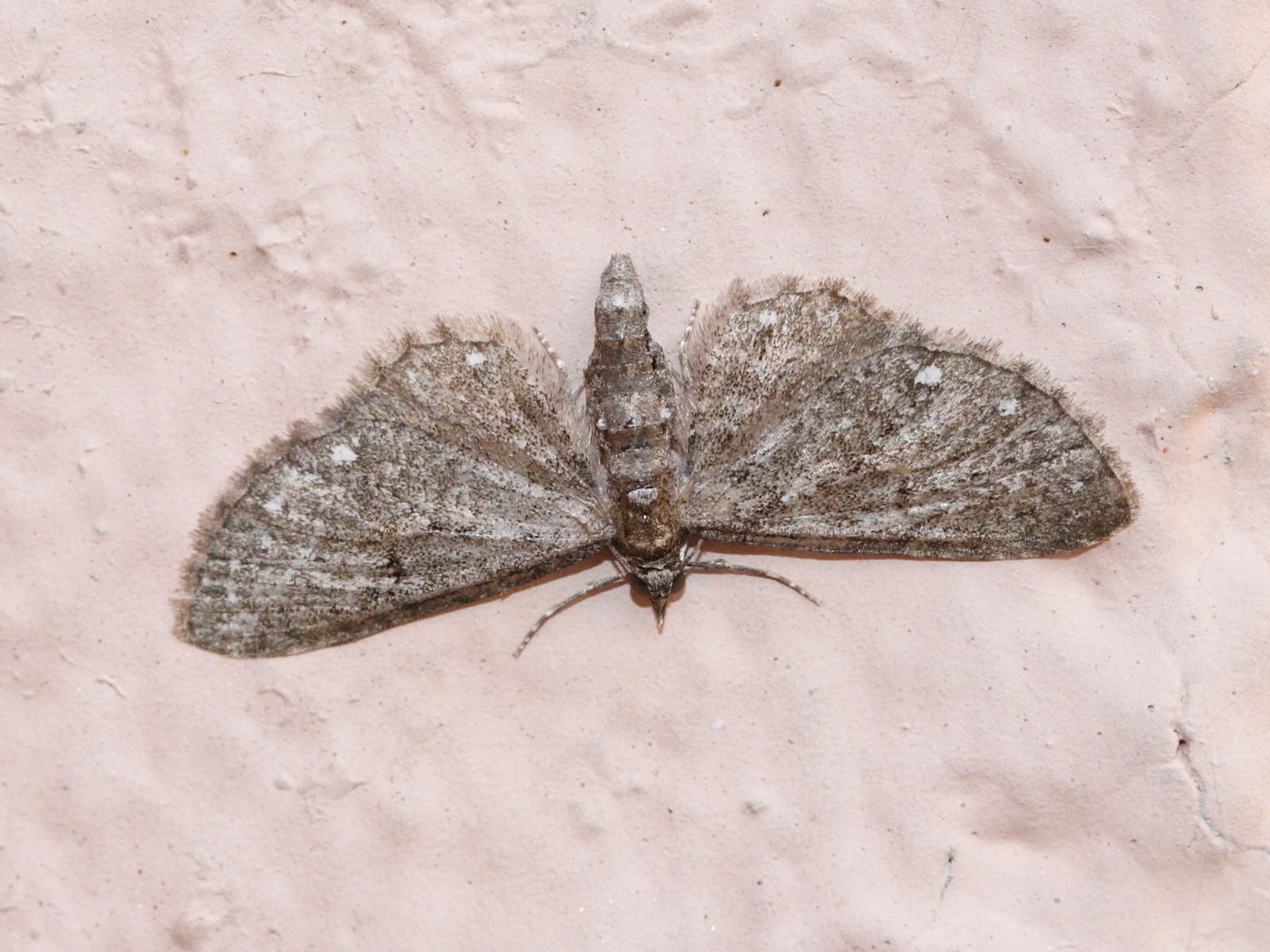 Afficher le média eupithecia_tripunctaria1md eupithecia_tripunctaria1md