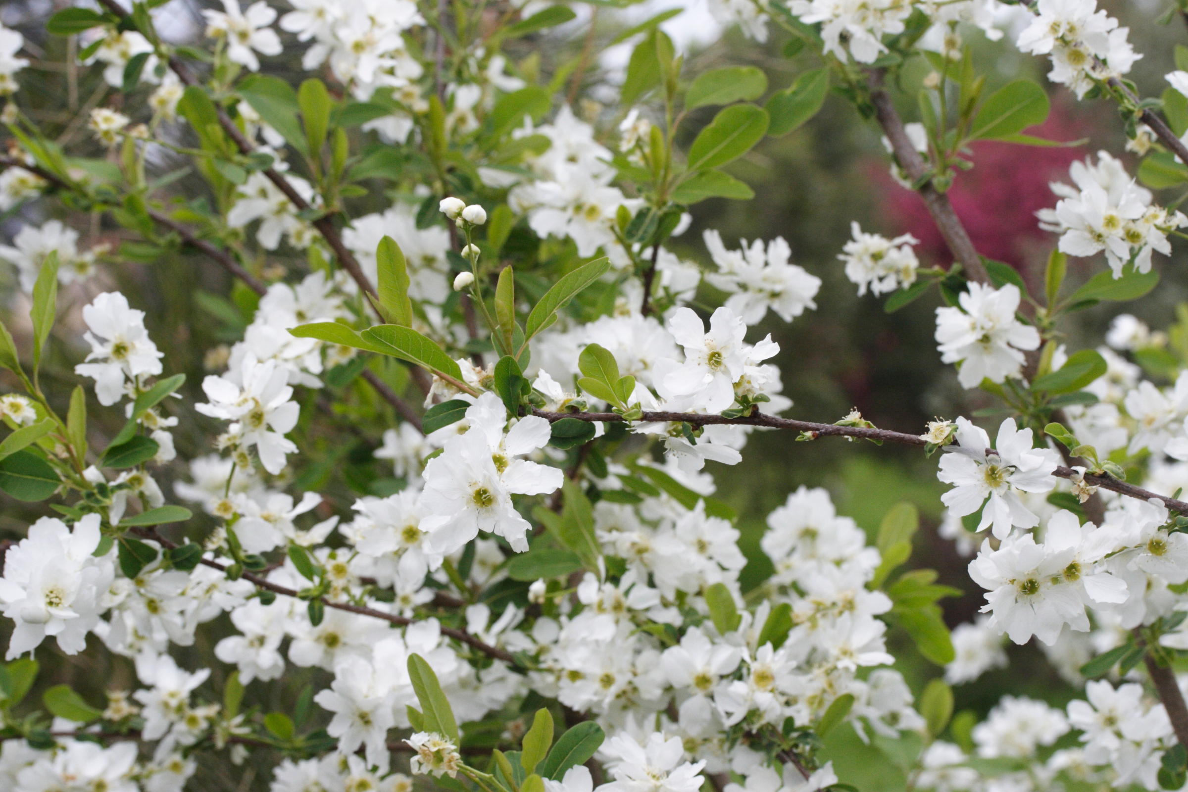exochorda_macrantha1md