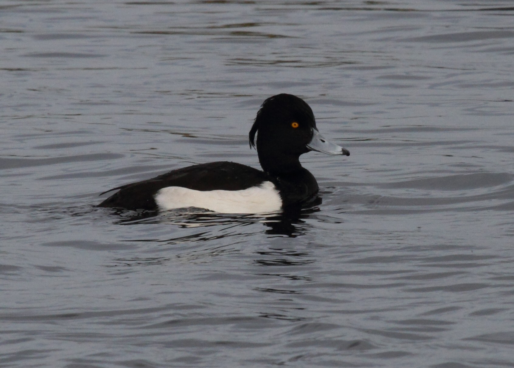 fuligule_morillon_-_aythya_fuligula5bd