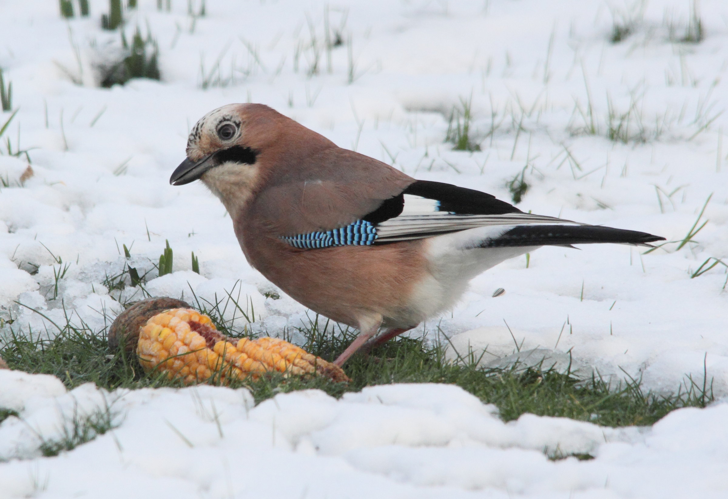 geai_des_chenes_-_garrulus_glandarius5md