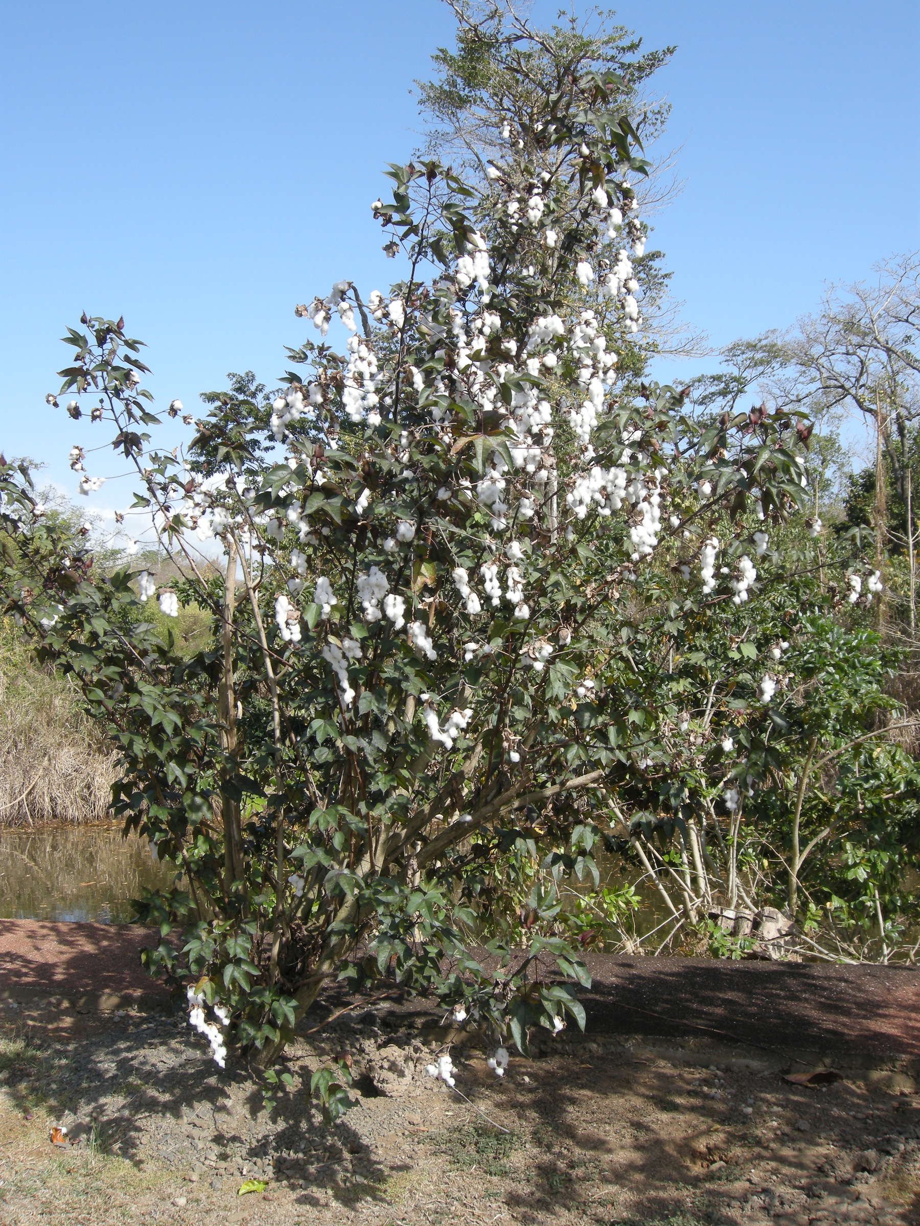 gossypium_barbadense2md