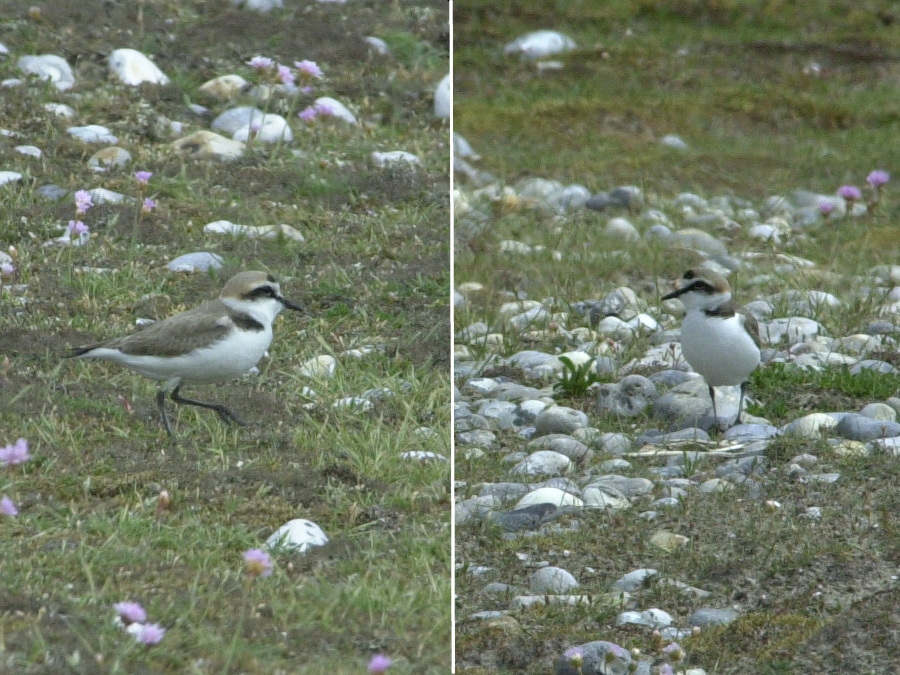 gravelot_a_collier_interrompu_-_charadrius_alexandrinus1md