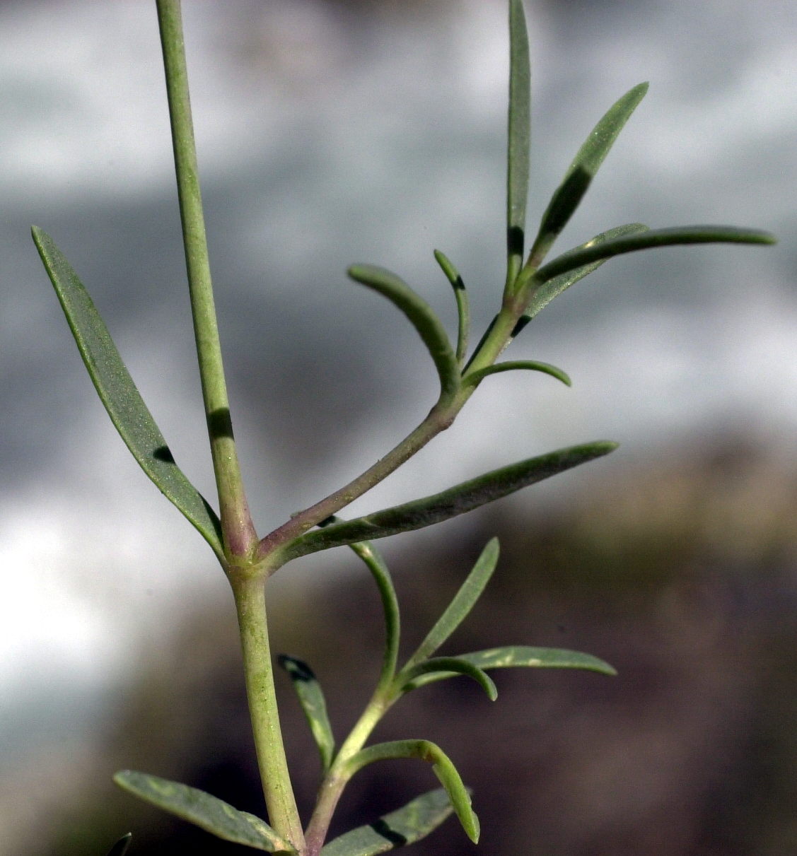 gypsophila_repens4md