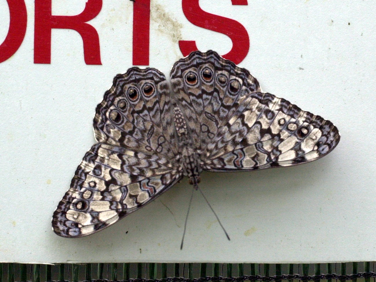 hamadryas_guatemalena1md