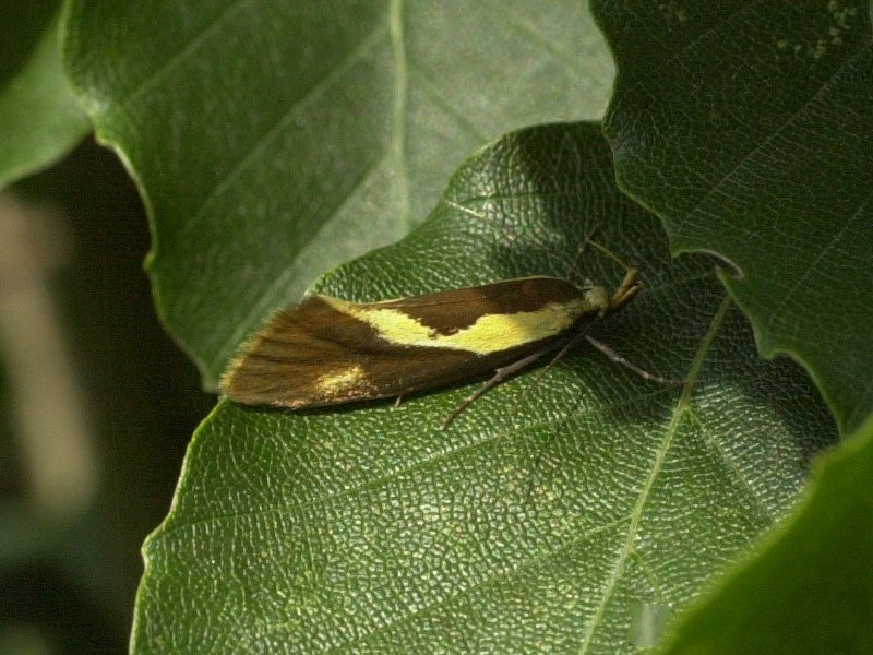 harpella_forficella1md