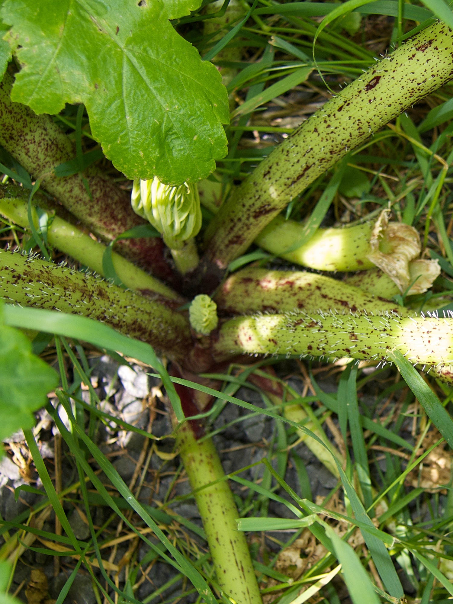 heracleum_mantegazzianum5md