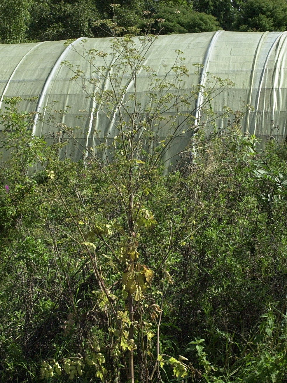 heracleum_sphondylium3md