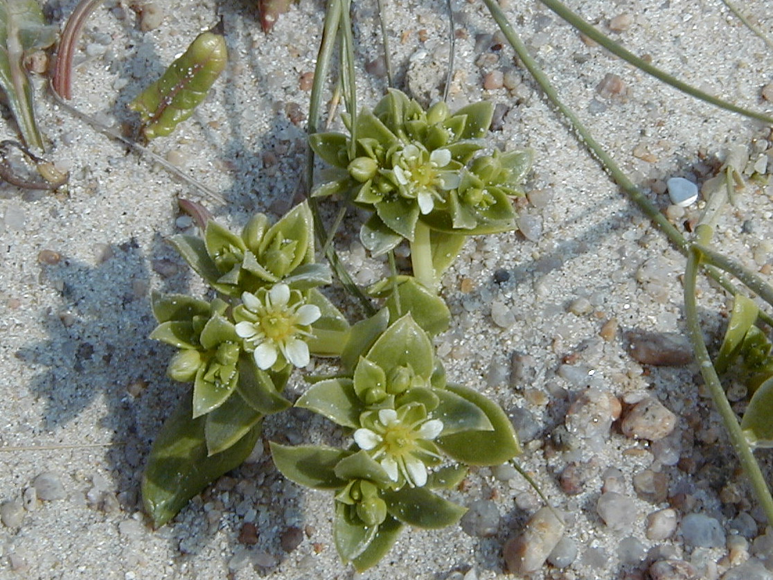 Afficher le média honckenya_peploides2amd honckenya_peploides2amd