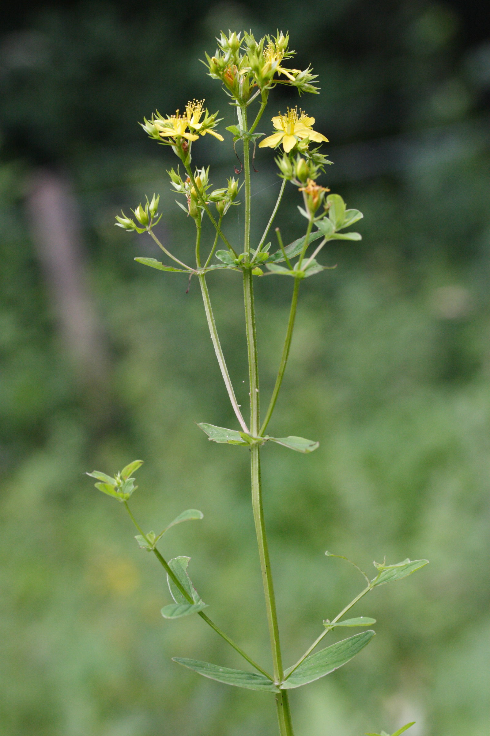 Afficher le média hypericum_tetrapterum1md hypericum_tetrapterum1md