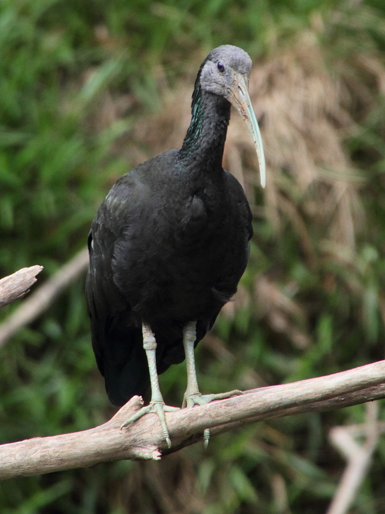 Afficher le média ibis_vert_-_mesembrinibis_cayennensis3md ibis_vert_-_mesembrinibis_cayennensis3md