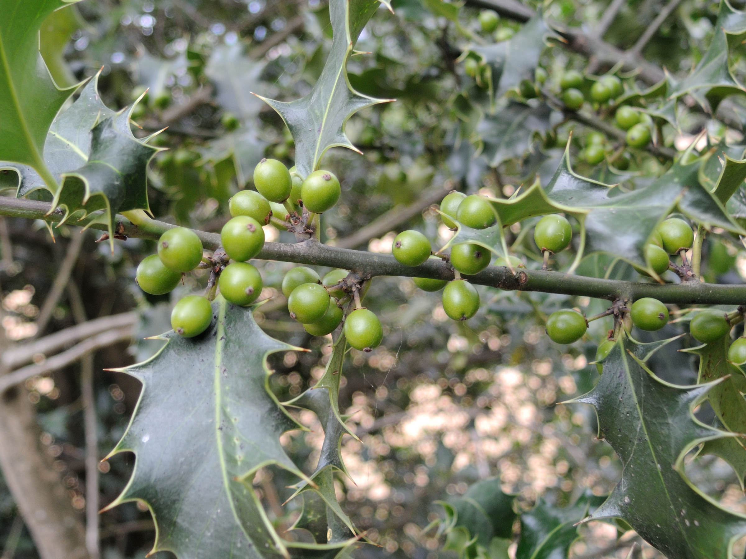 ilex_aquifolium6md
