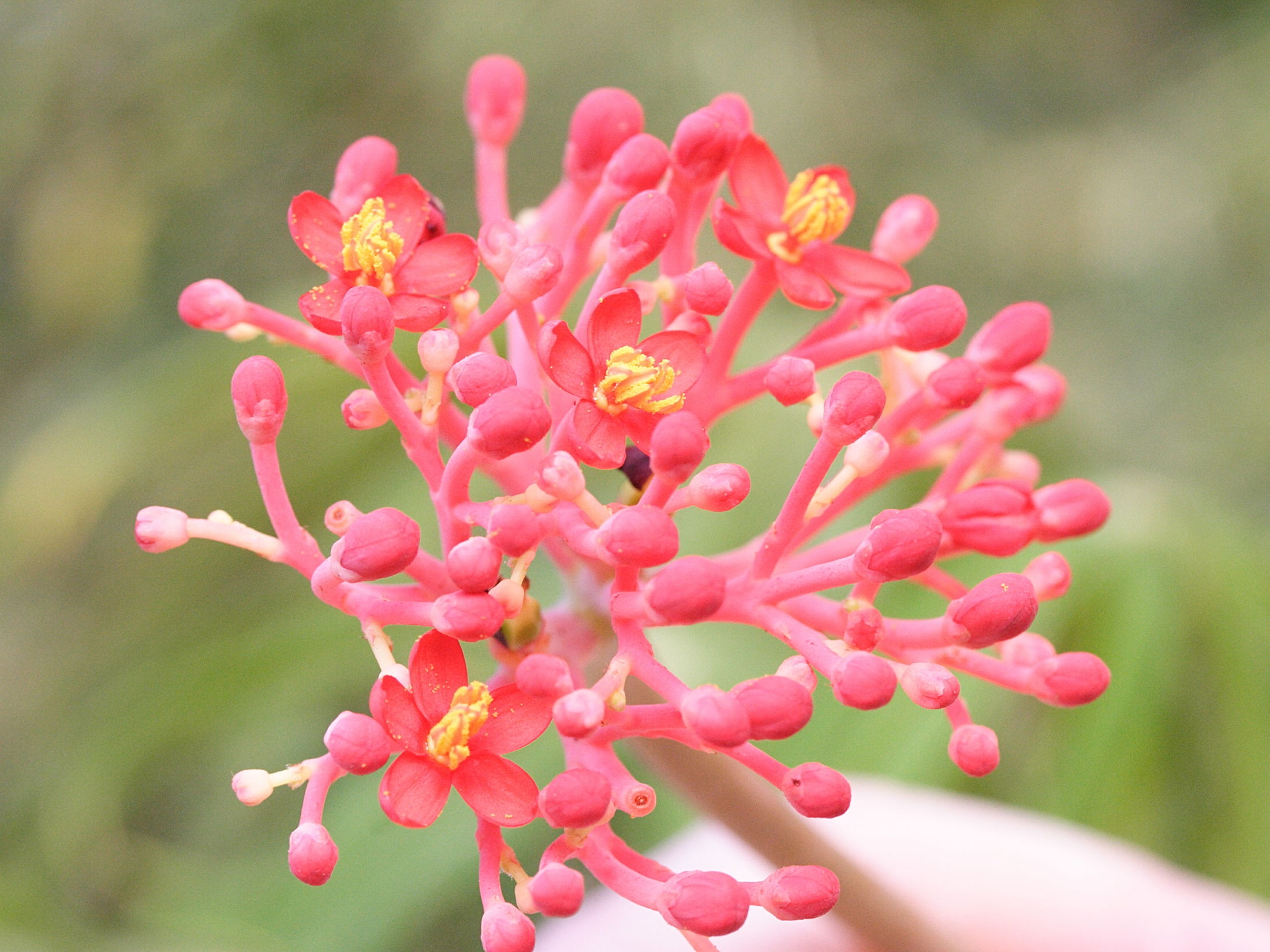 Afficher le média jatropha_multifida2md jatropha_multifida2md
