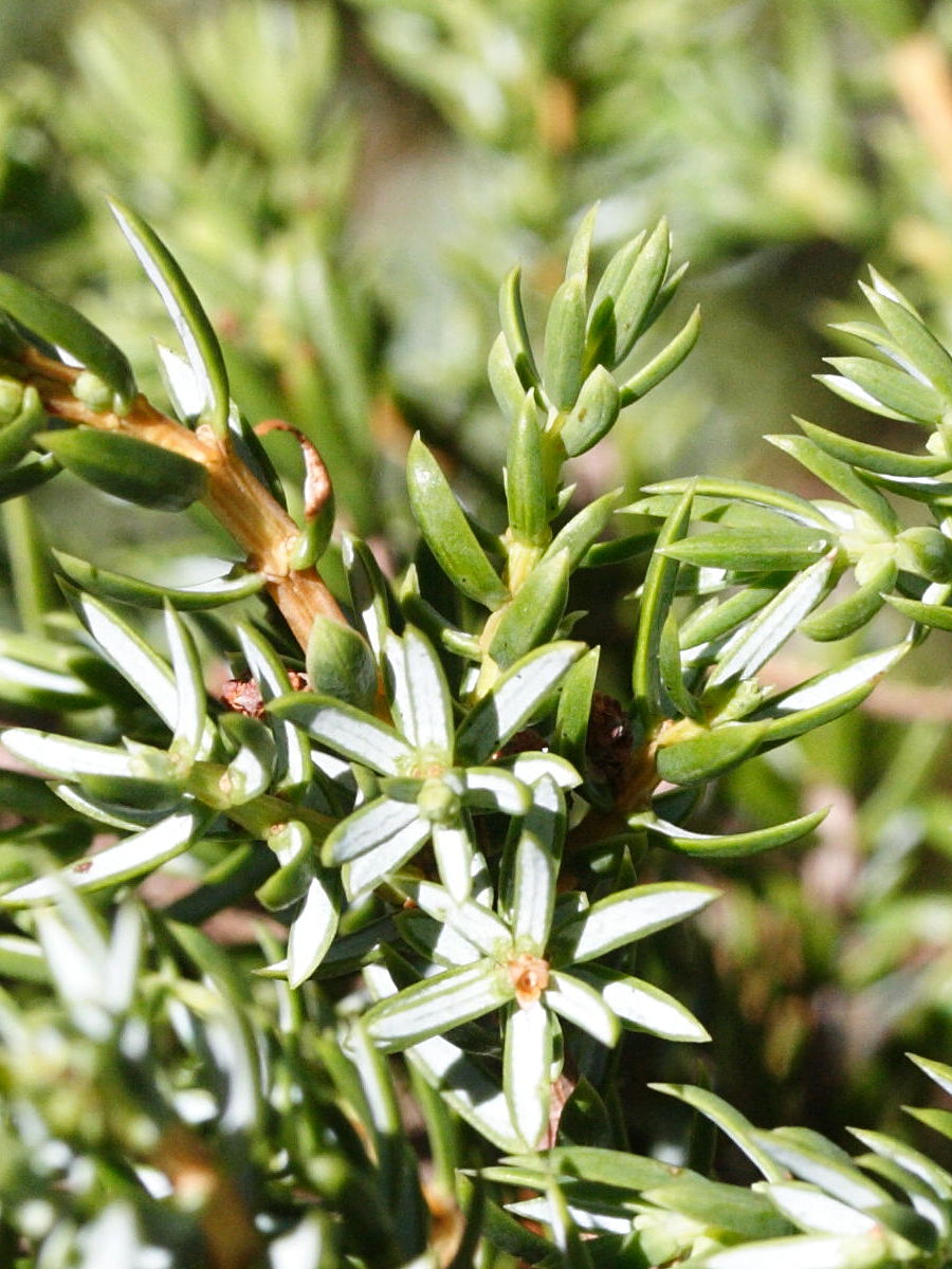 Afficher le média juniperus_sibirica3md juniperus_sibirica3md