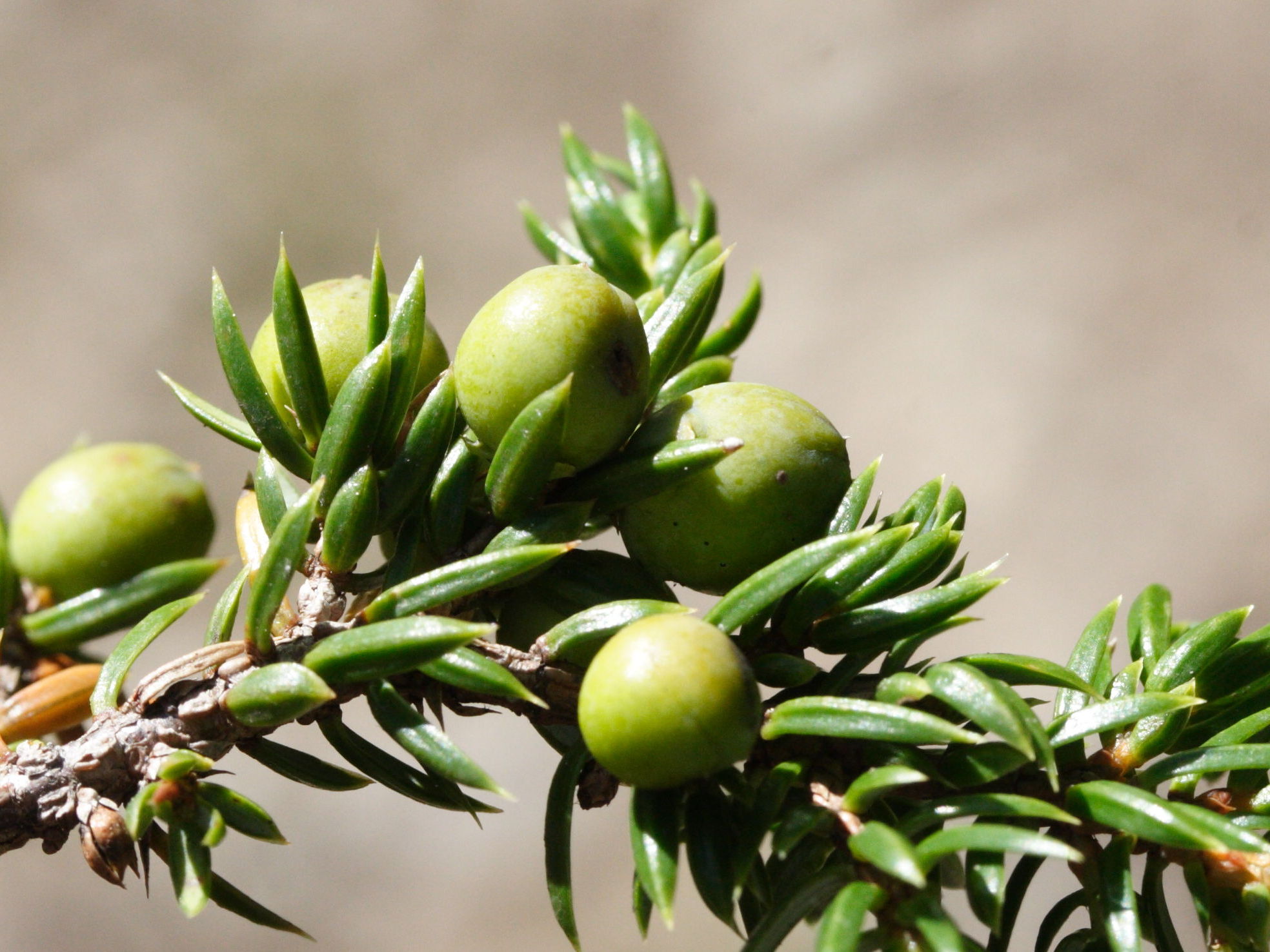 Afficher le média juniperus_sibirica4md juniperus_sibirica4md