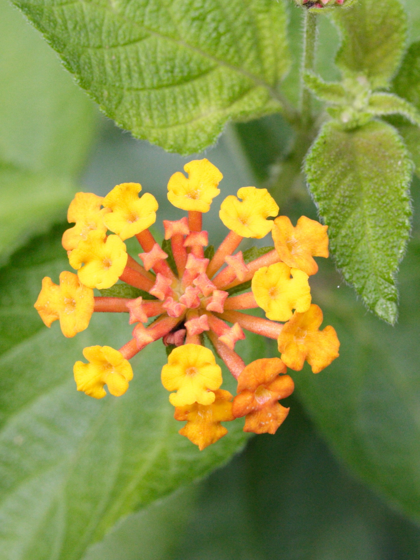 lantana_camara7md