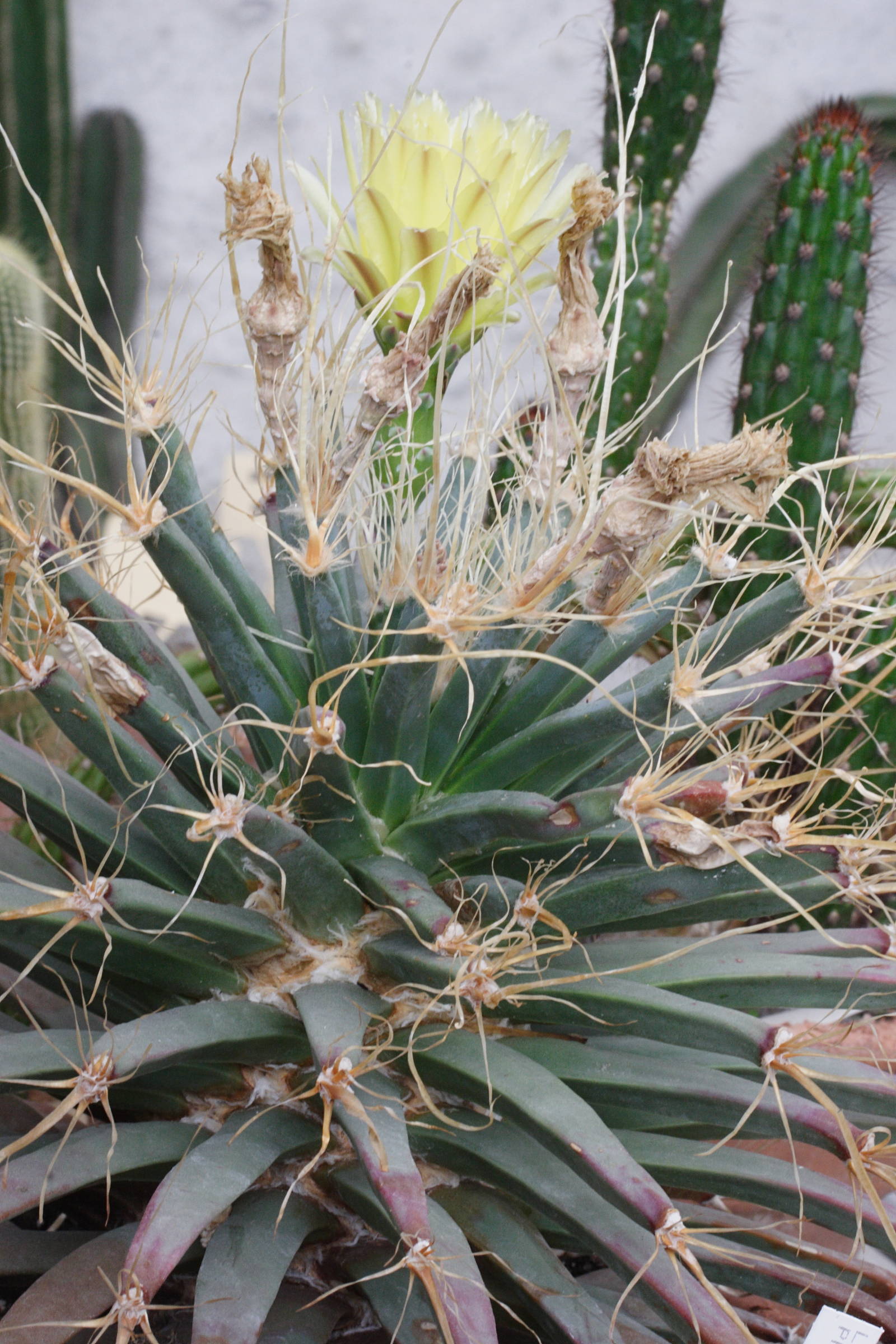 leuchtenbergia_principis1md