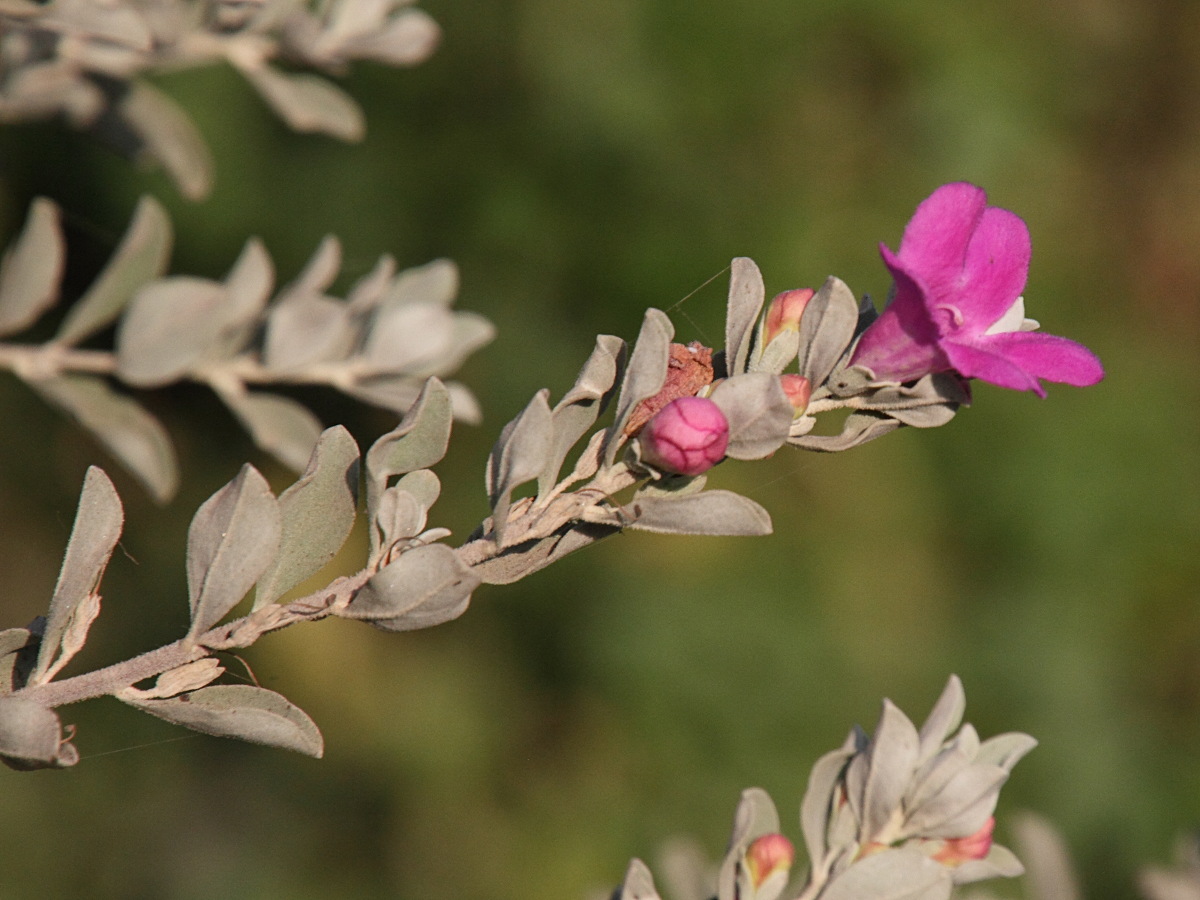 Afficher le média leucophyllum_frutescens3md leucophyllum_frutescens3md