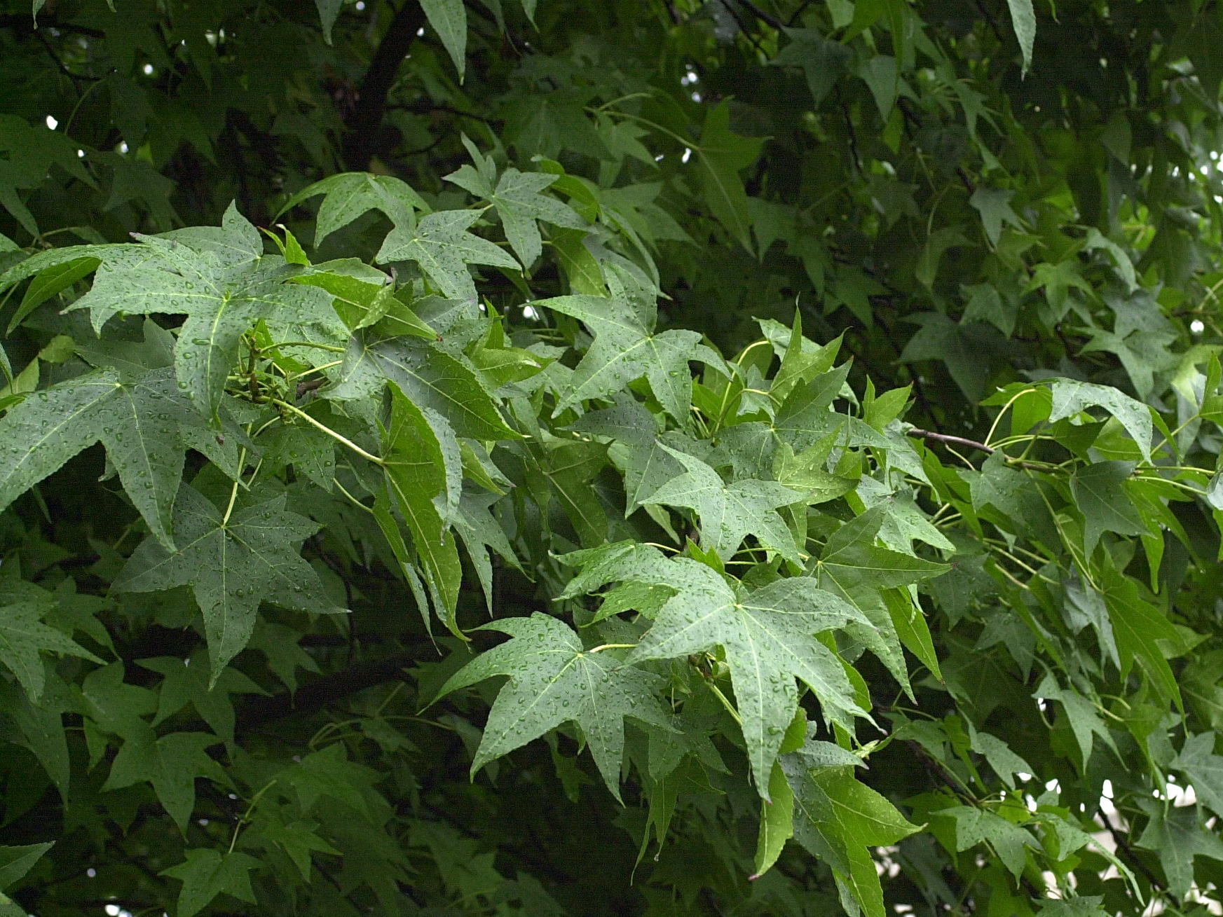 liquidambar_styraciflua1md
