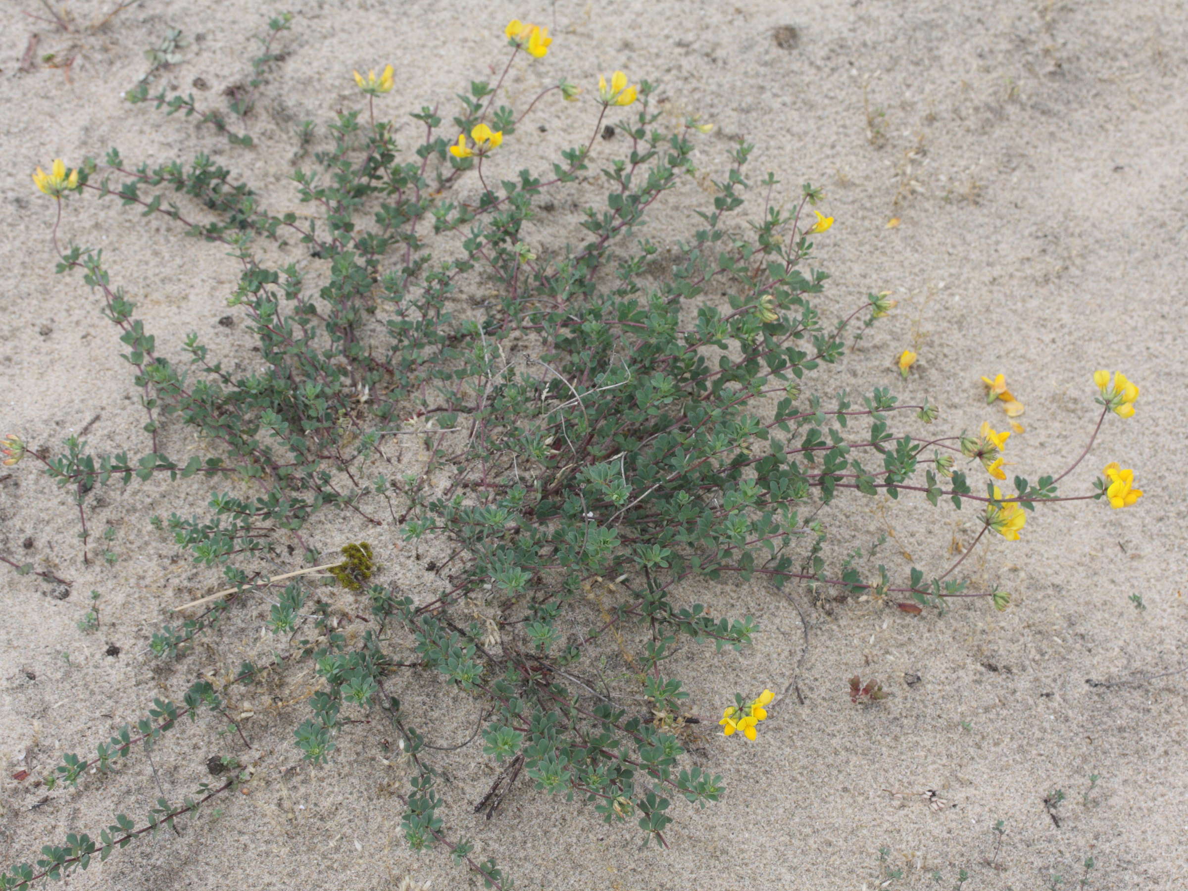 lotus_corniculatus1bmd