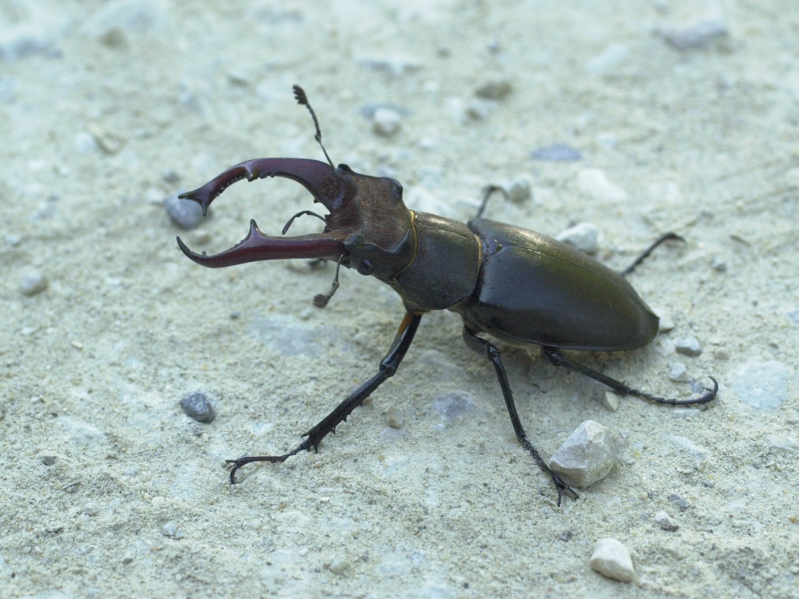 lucanus_cervus1abd