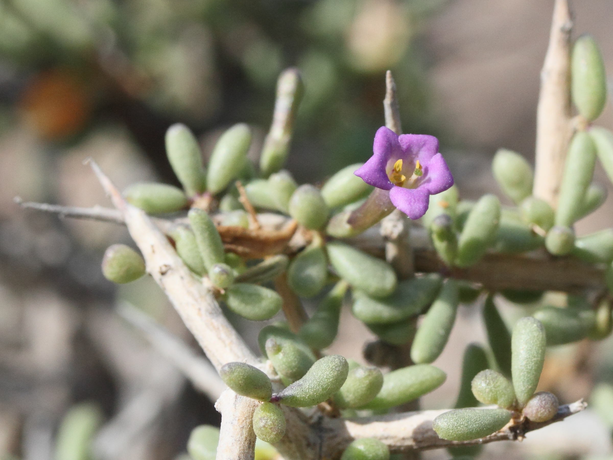 lycium_intricatum2md