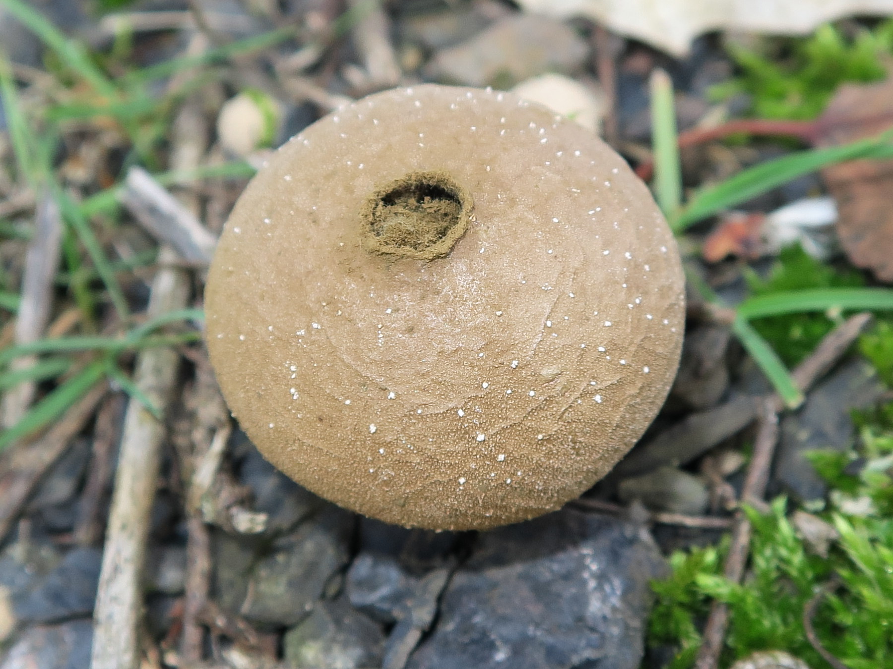 Afficher le média lycoperdon_lividum1md lycoperdon_lividum1md